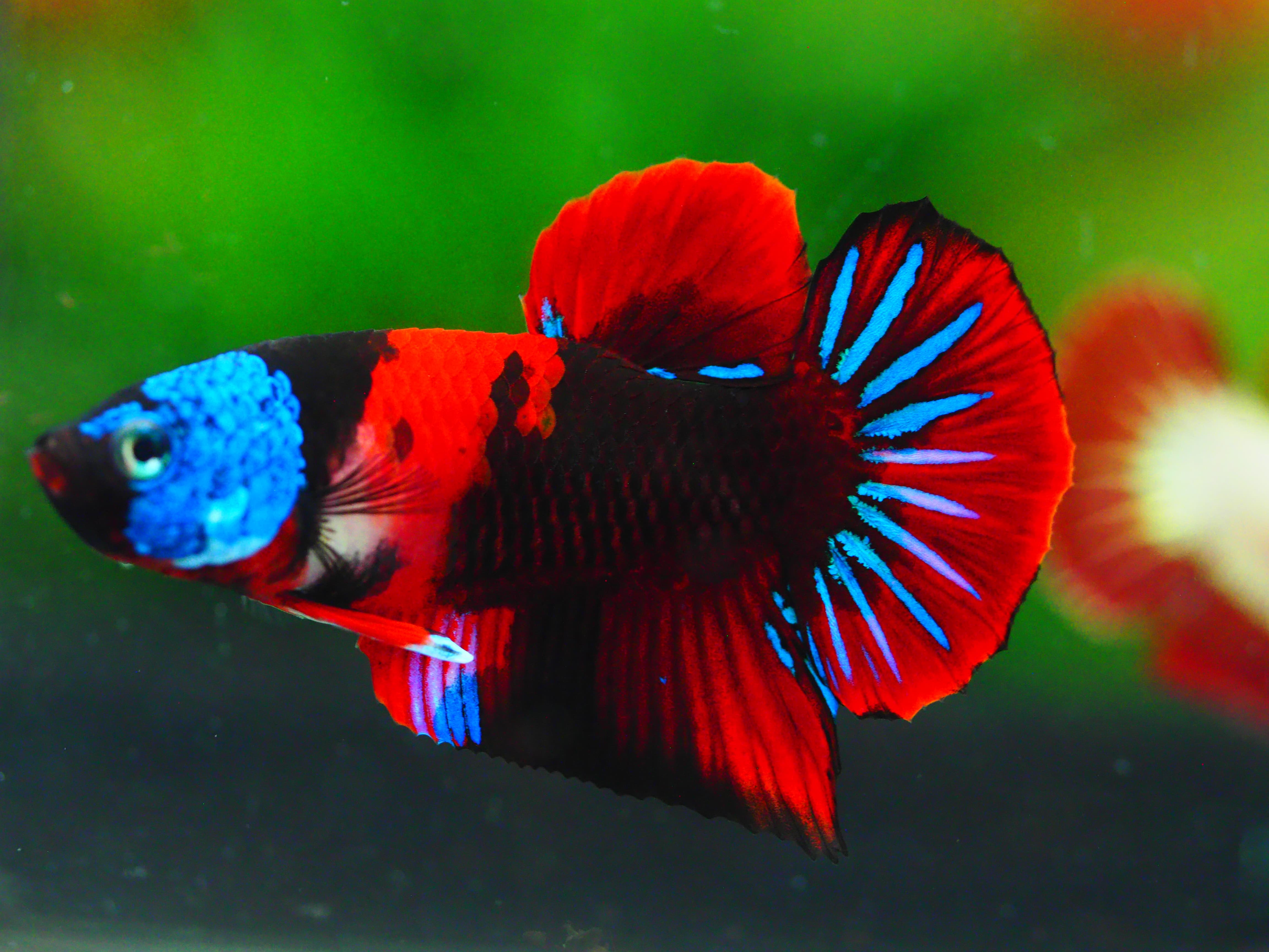 HMPK KOI GALAXY MALE GRADE A +++