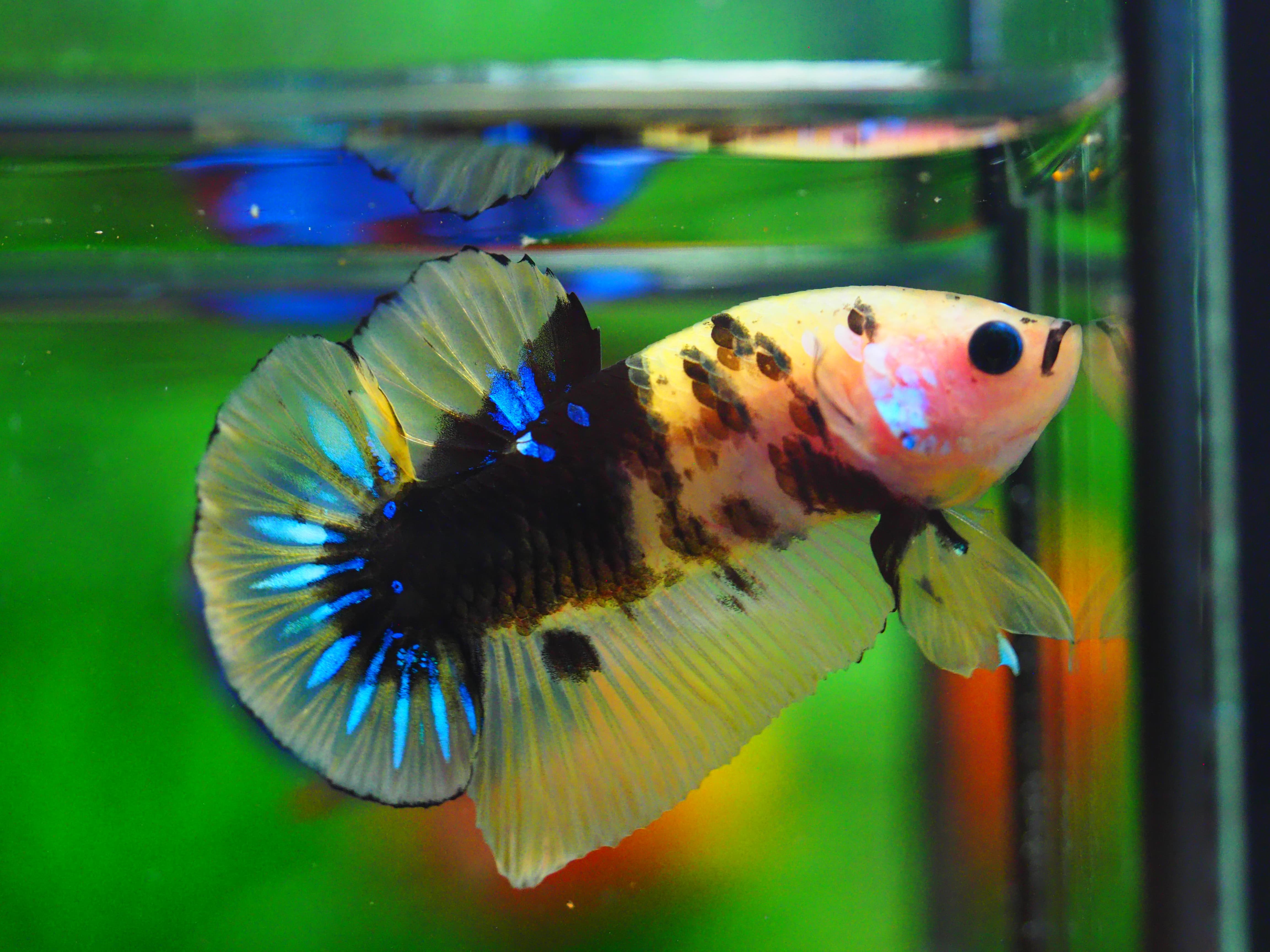 HMPK KOI GALAXY MALE GRADE A++