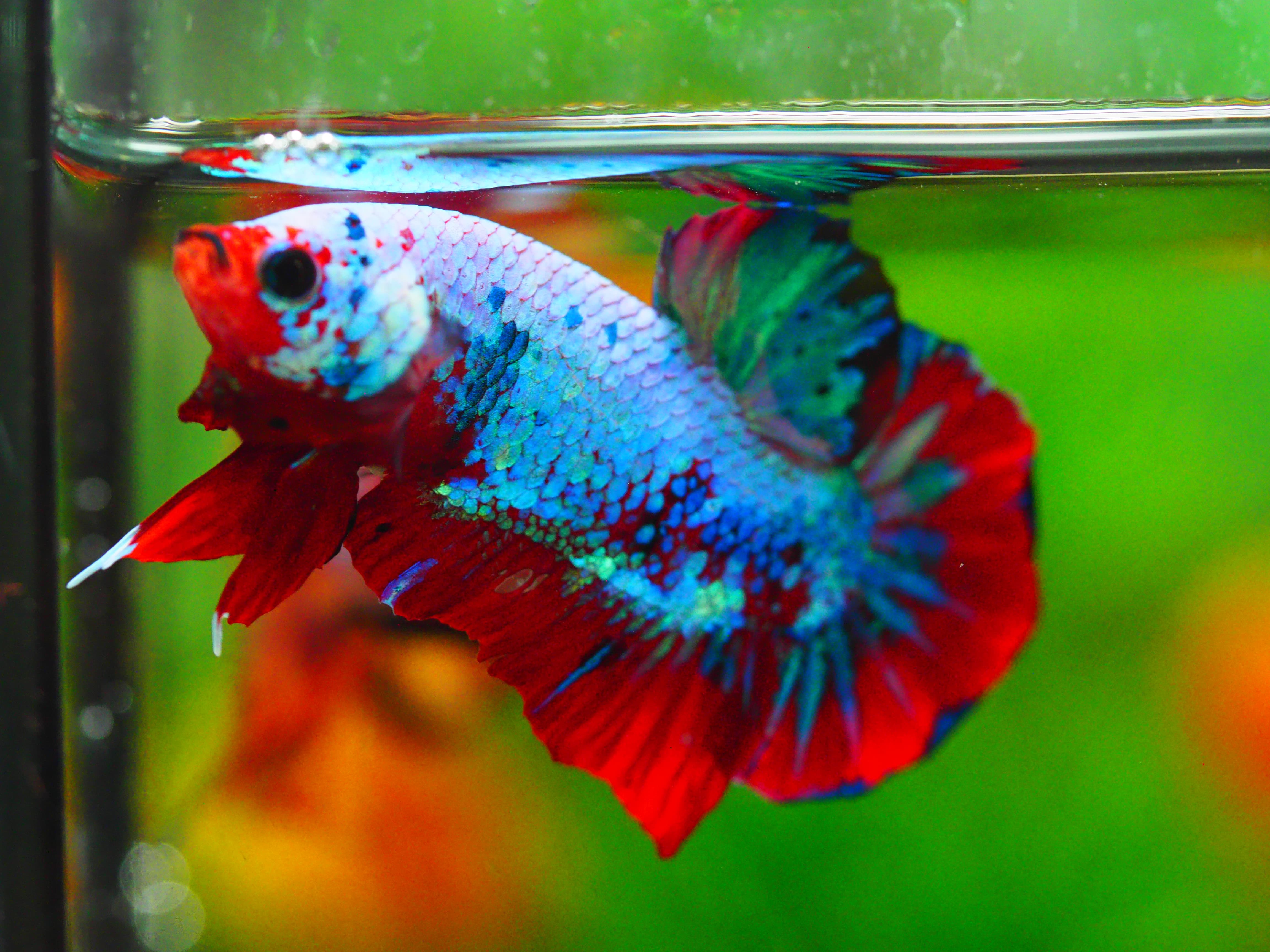 HMPK KOI GALAXY MALE GRADE A +++