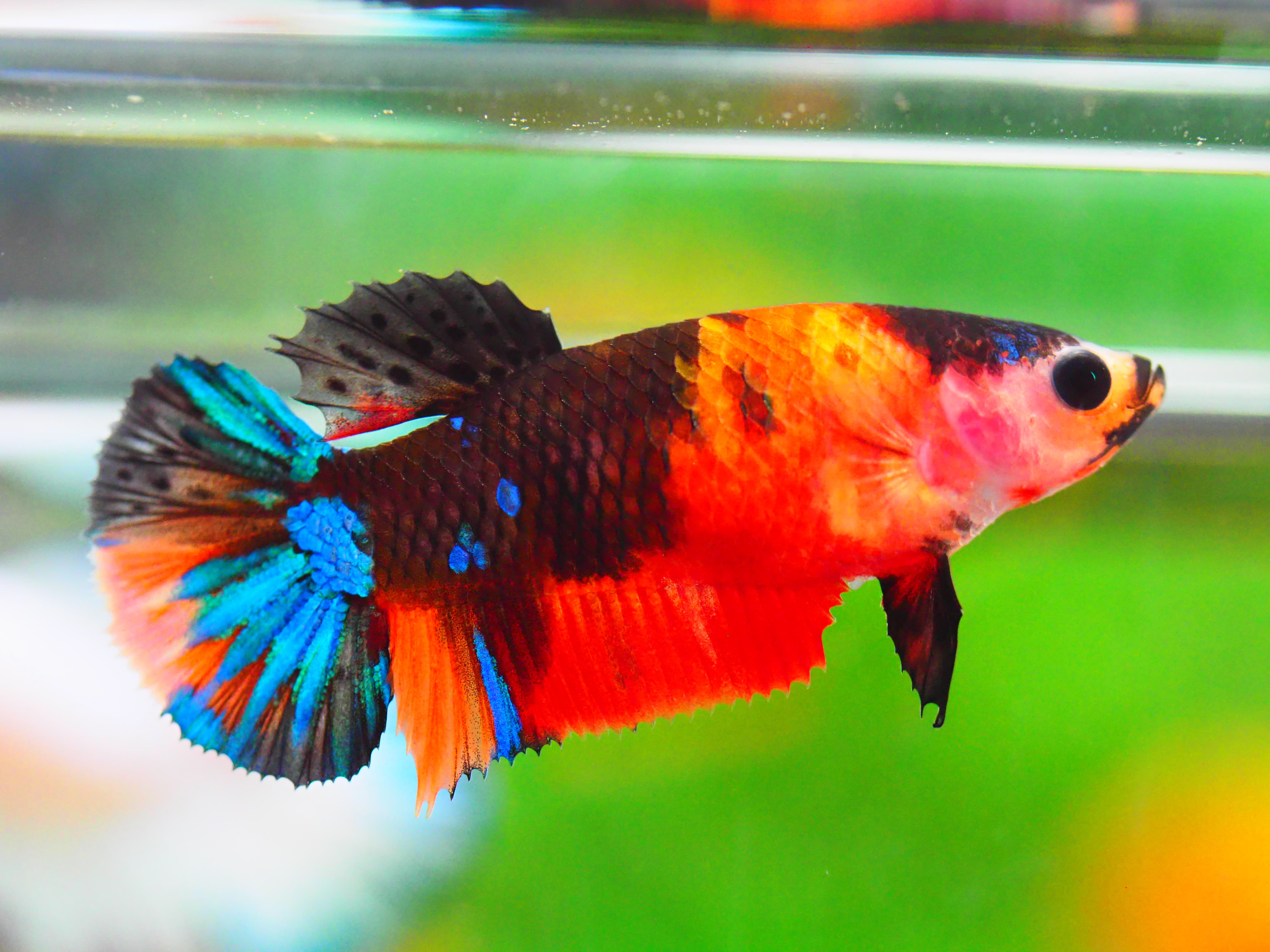 HMPK NEMO GALAXY FNMALE GRADE A +++