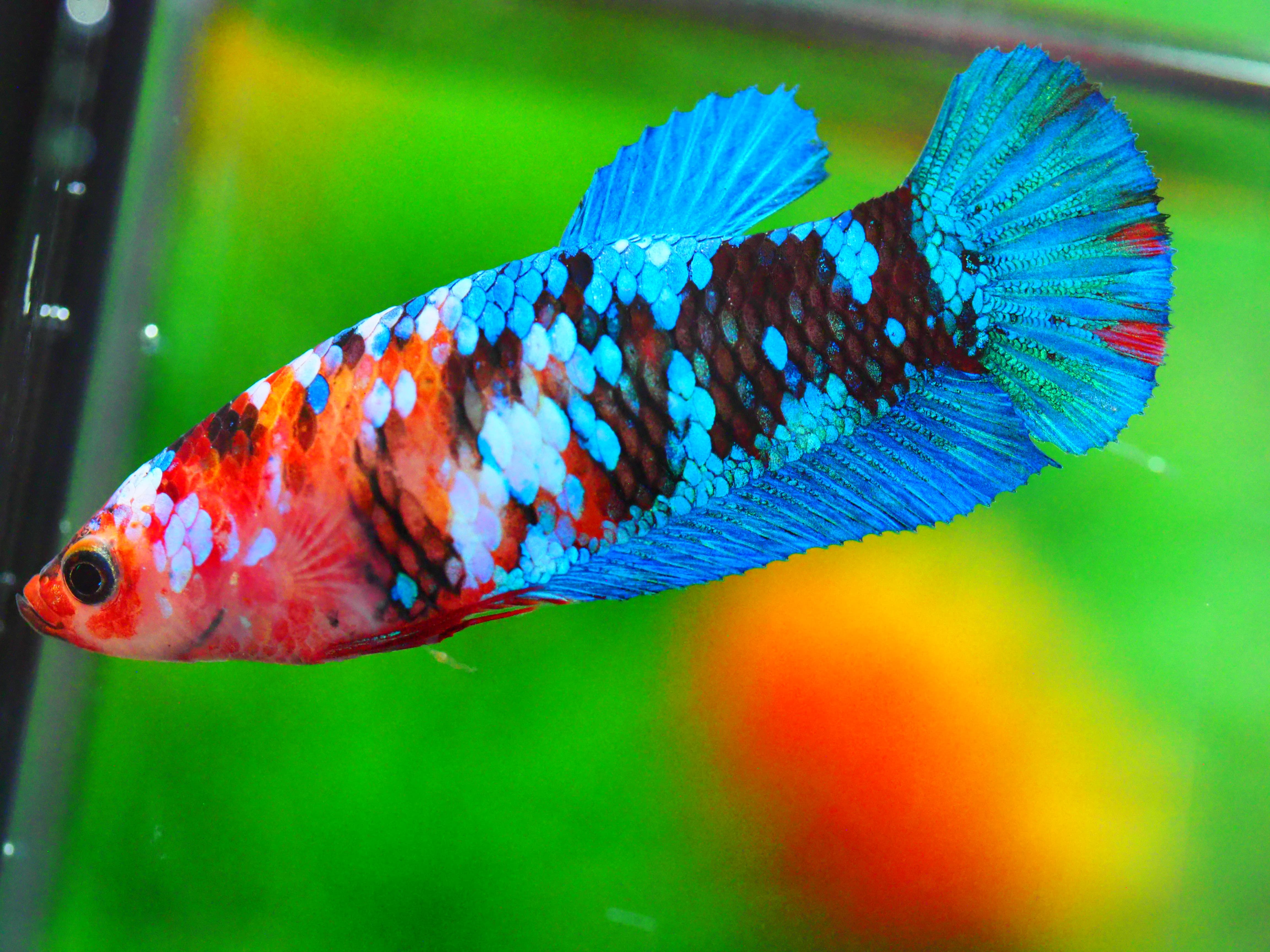 HMPK KOI GALAXY FNMALE GRADE A +++