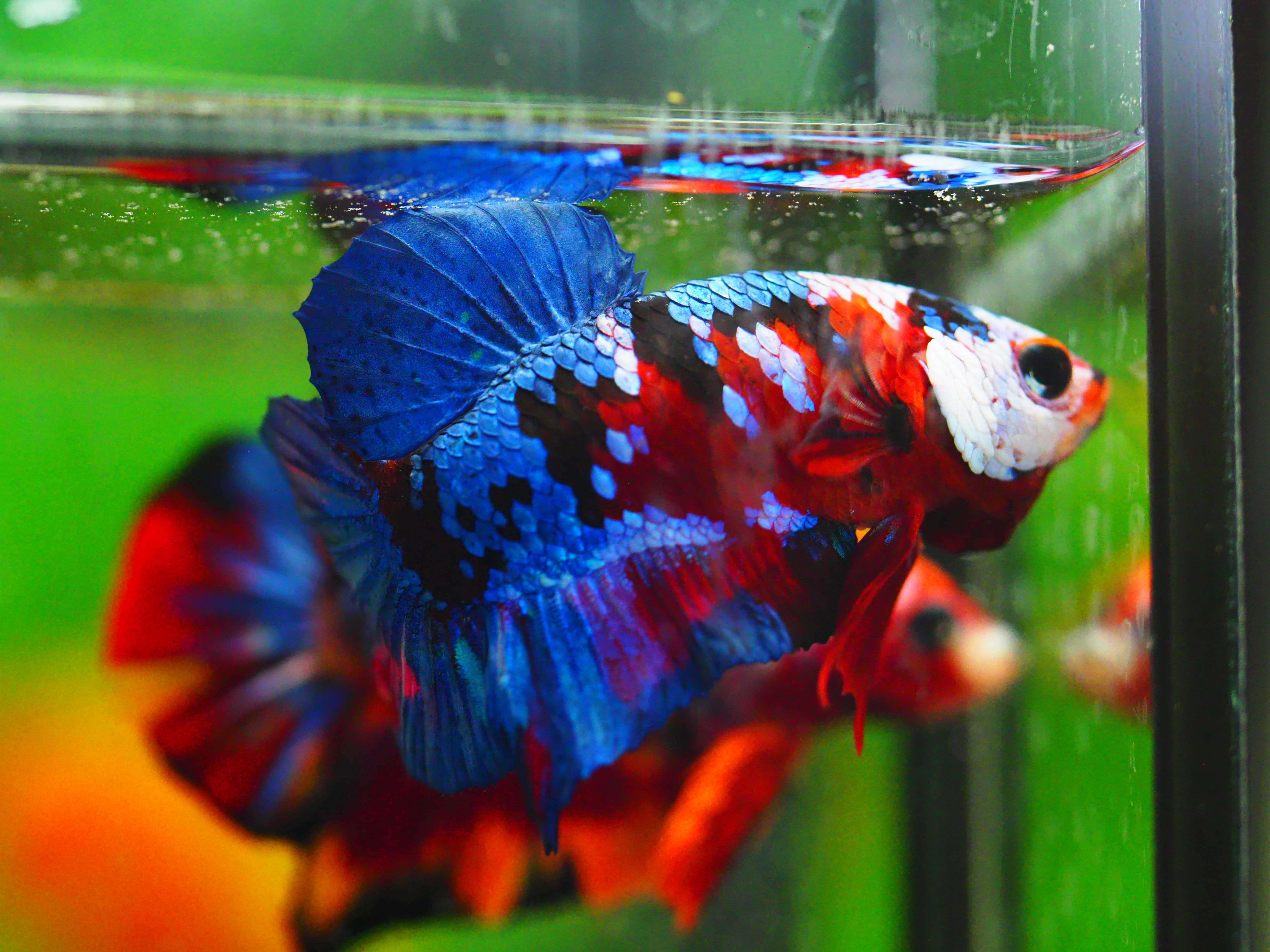 HMPK KOI GALAXY MALE GRADE A +++