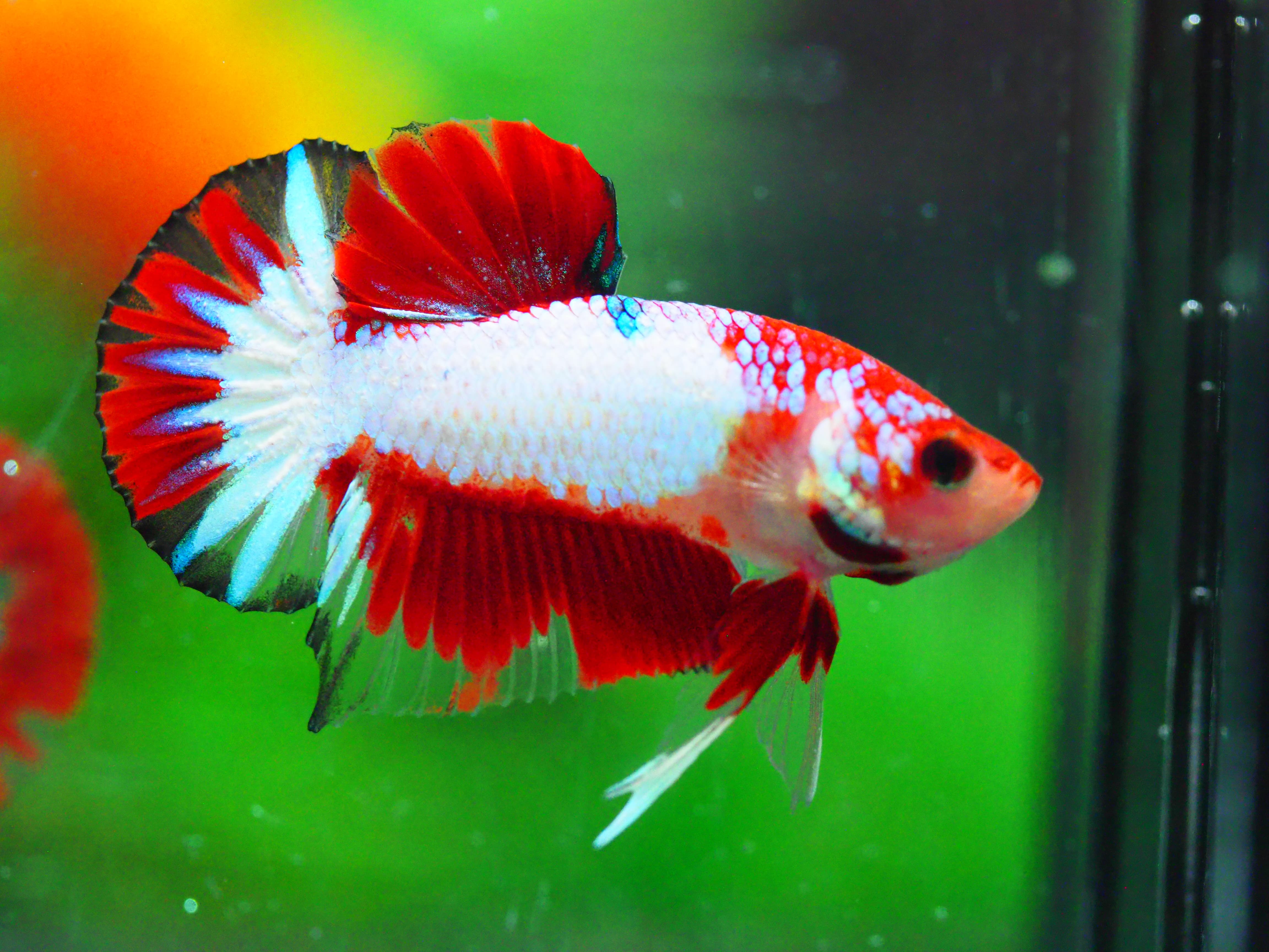 HMPK FANCY MALE GRADE A +++