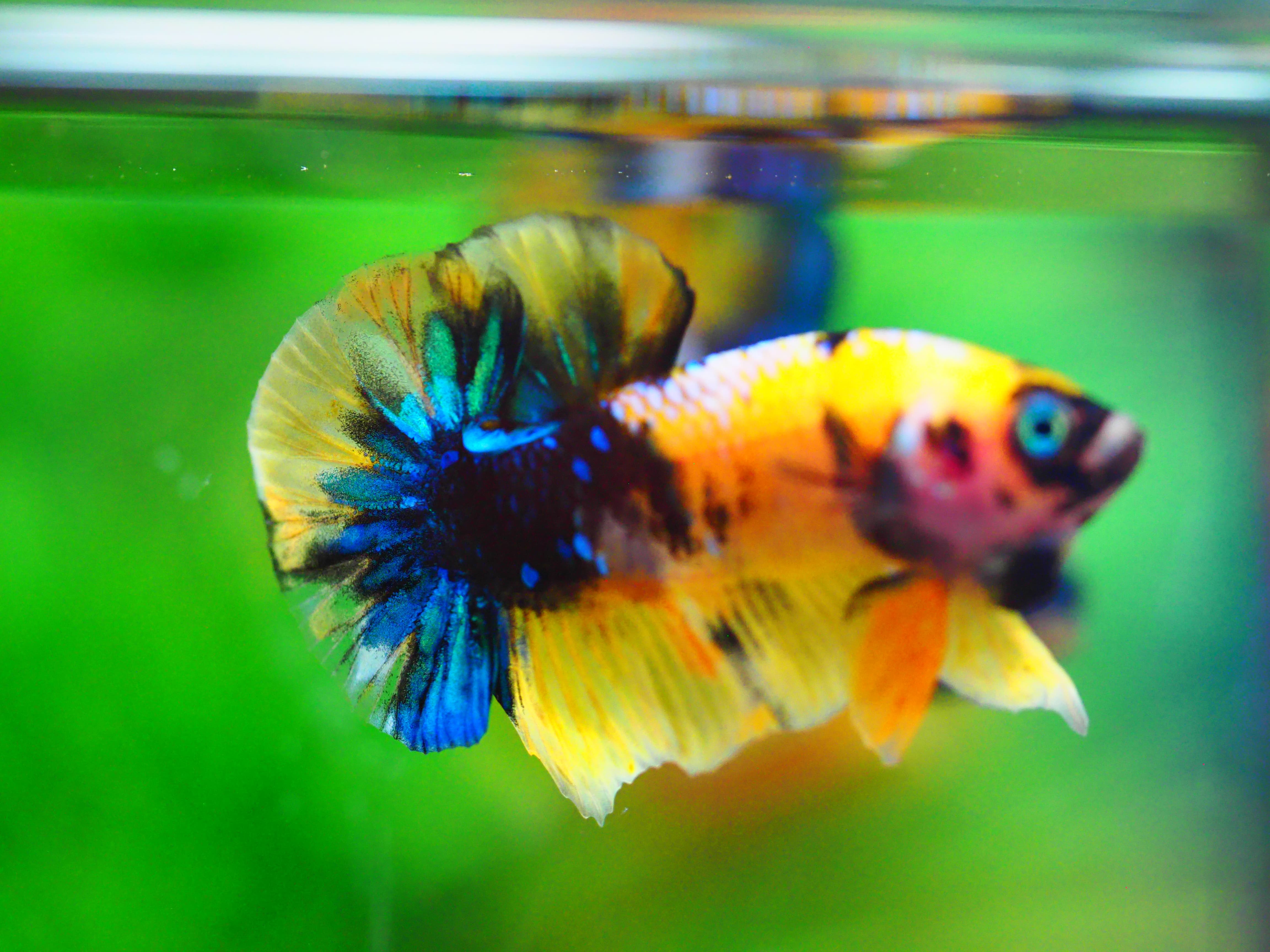 HMPK KOI GALAXY MALE GRADE A +++