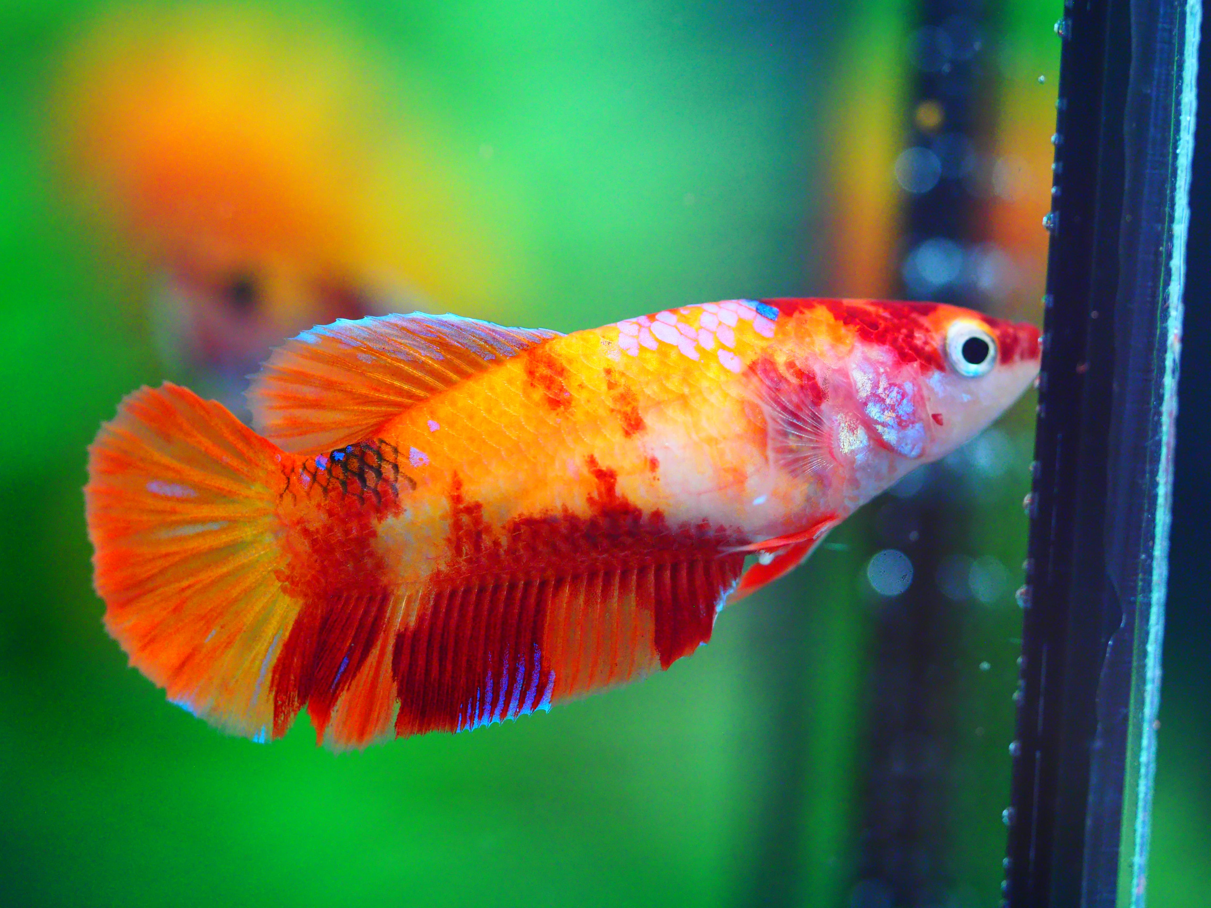 HMPK NEMO GALAXY FEMALE GRADE A +++