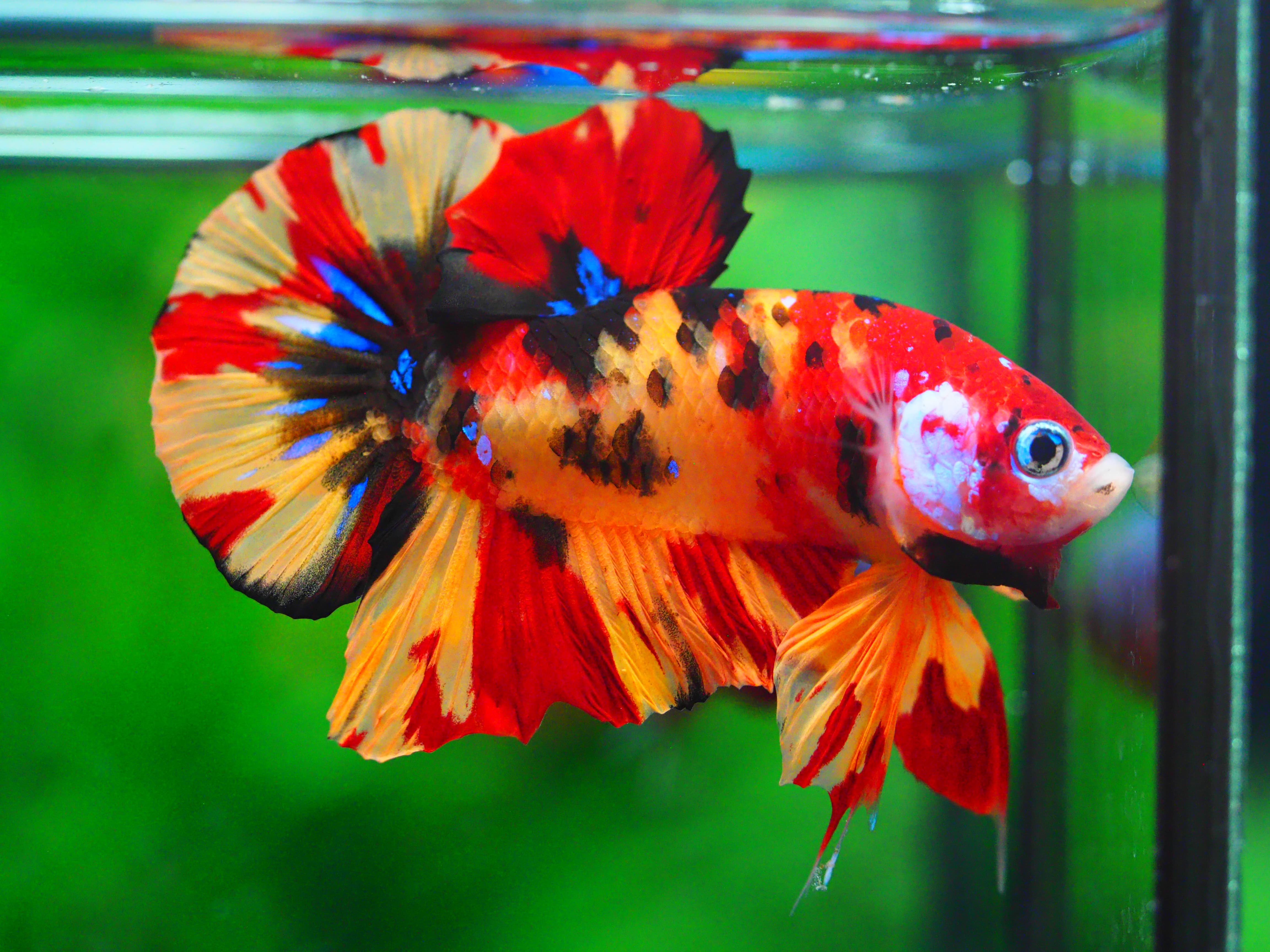 HMPK NEMO MALE GRADE A +++