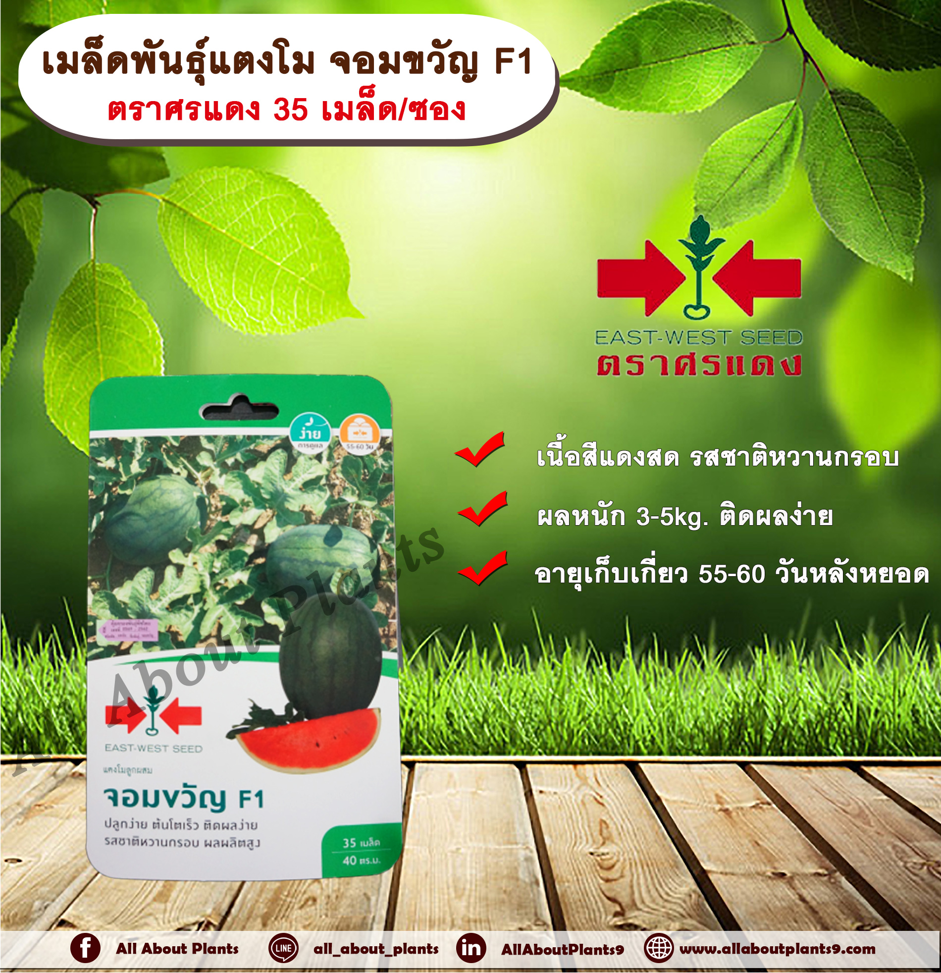 เมล็ดพันธุ์แตงโม จอมขวัญ F1 ตราศรแดง 35 เมล็ด/ซอง เมล็ดพันธุ์ เมล็ดพันธุ์ผัก เมล็ดพันธุ์พืช ผักสวนครัว ปลูกง่าย ต้นโตเร็ว ติดผลง่าย รสชาติหวานกรอบ ผลผลิตสูง allaboutplants ชิ้น