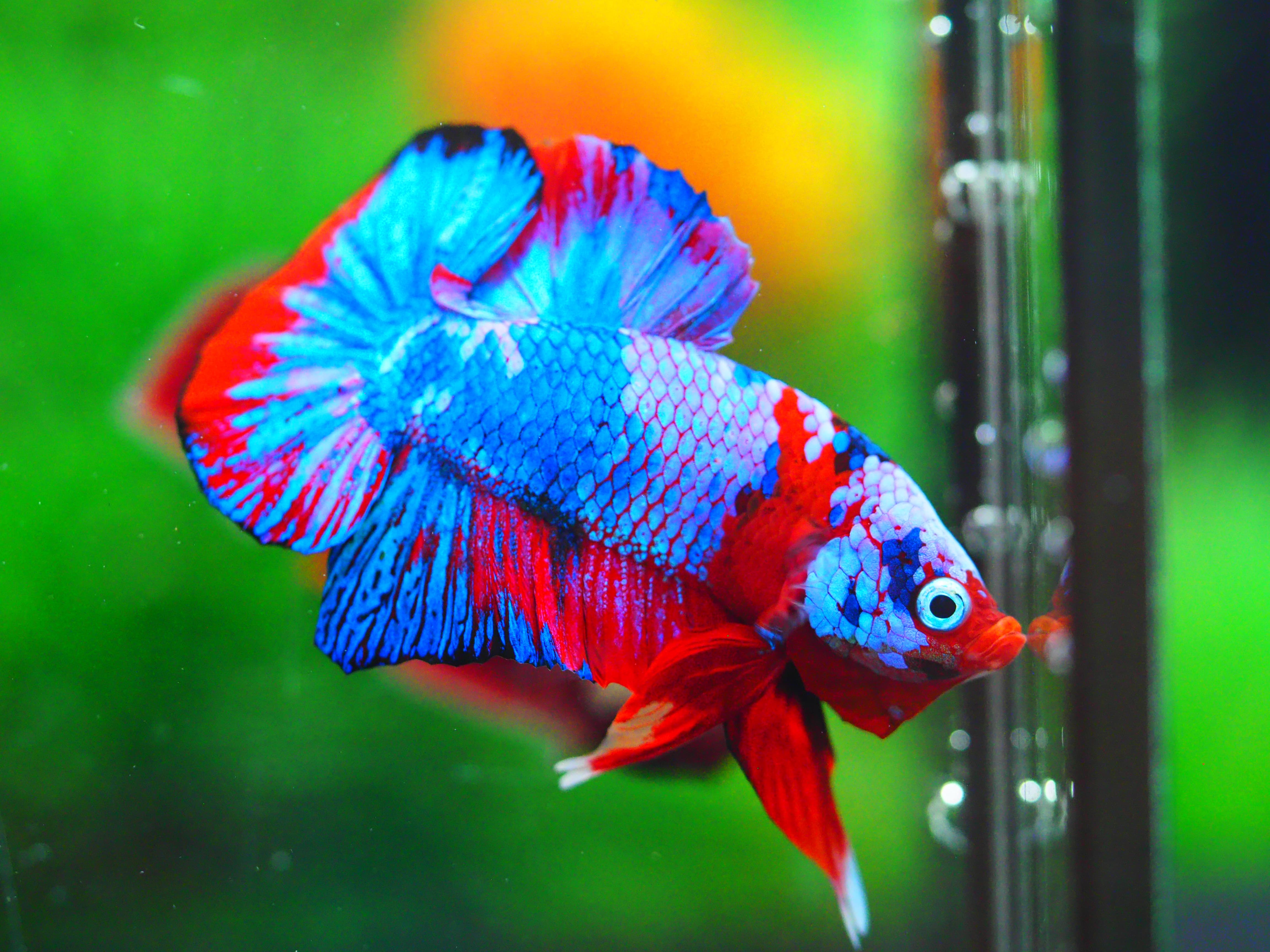 HMPK KOI GALAXY MALE GRADE A +++