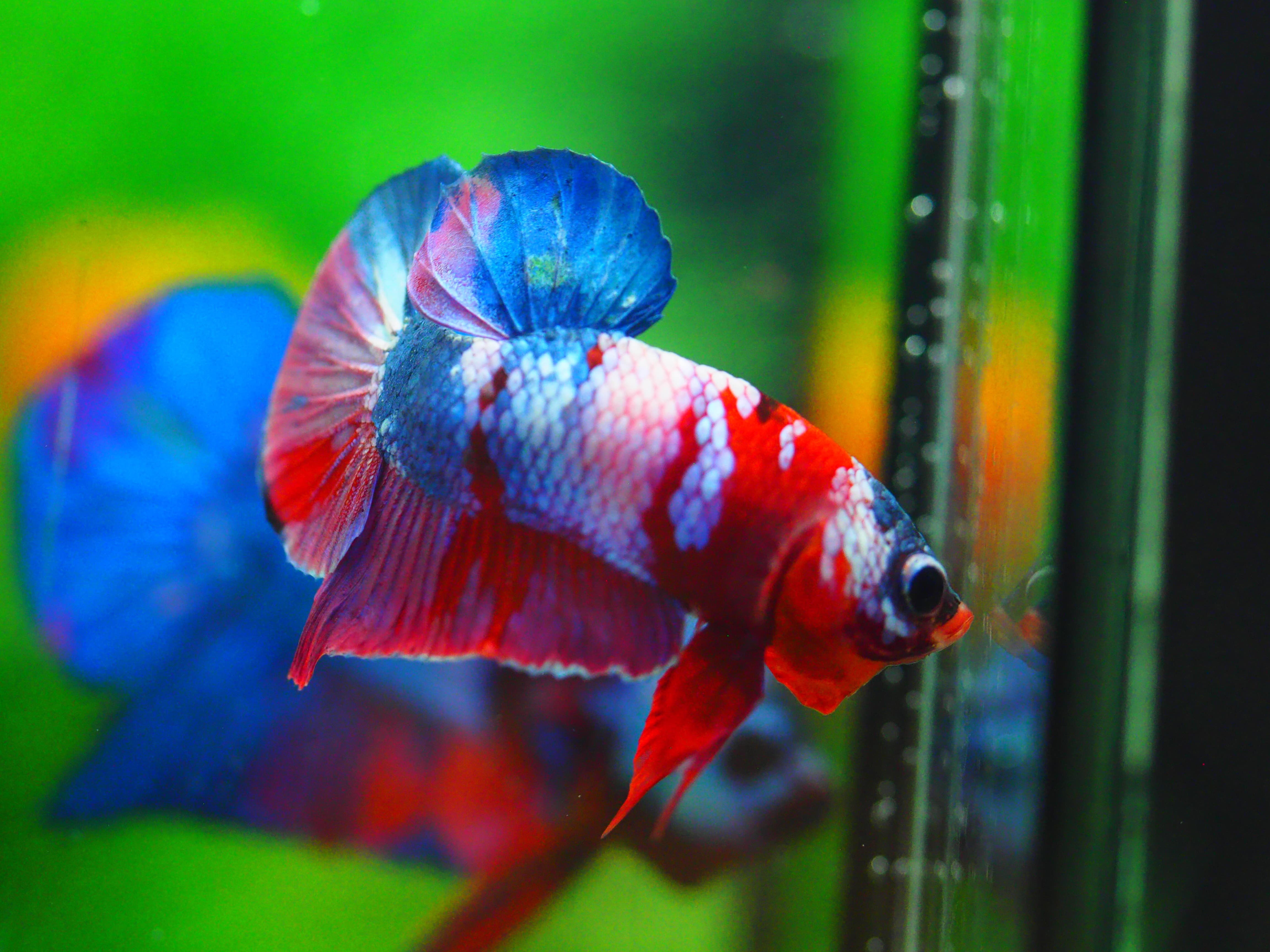 HMPK KOI GALAXY MALE GRADE A +++