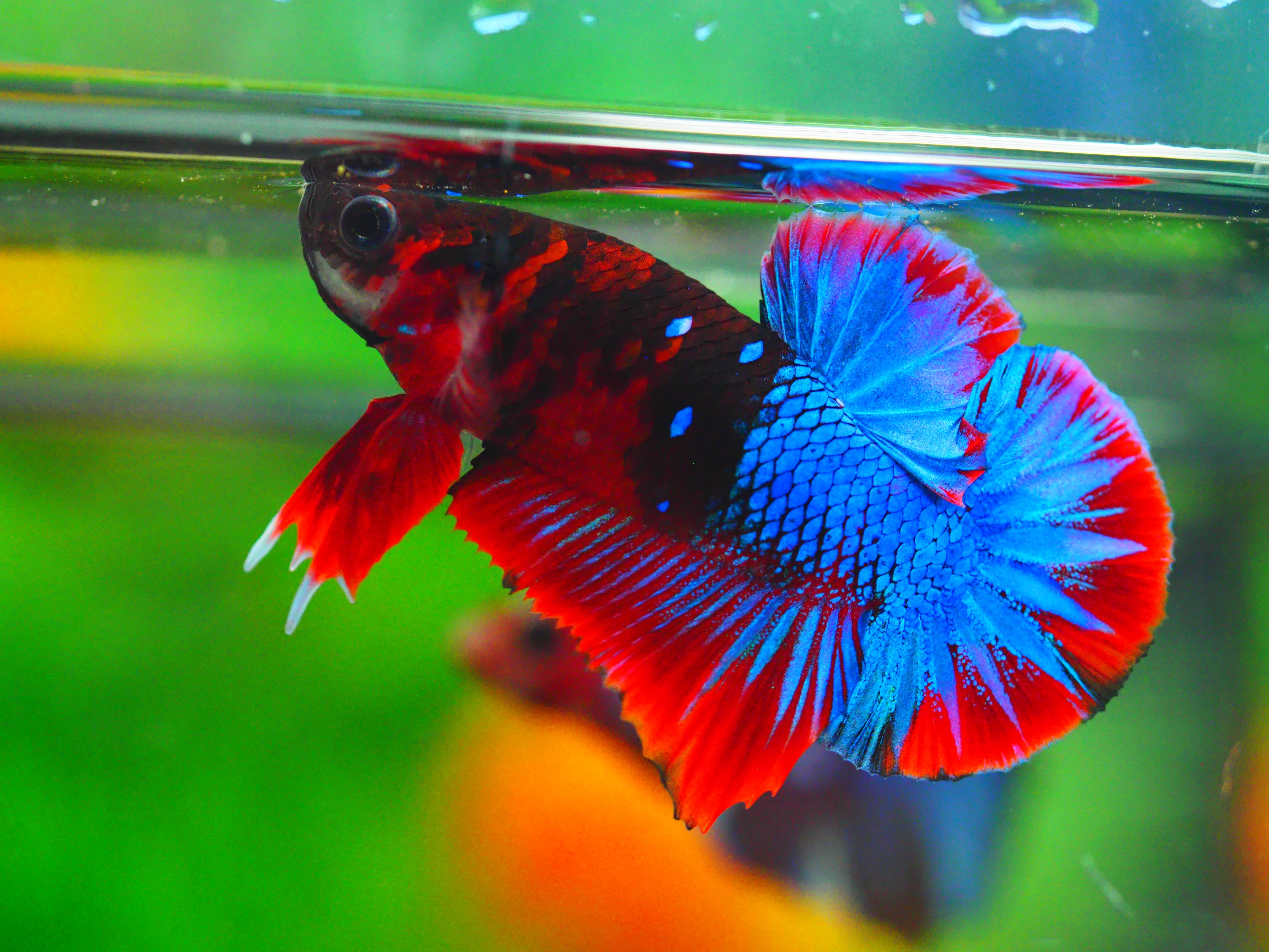 HMPK KOI GALAXY MALE GRADE A +++