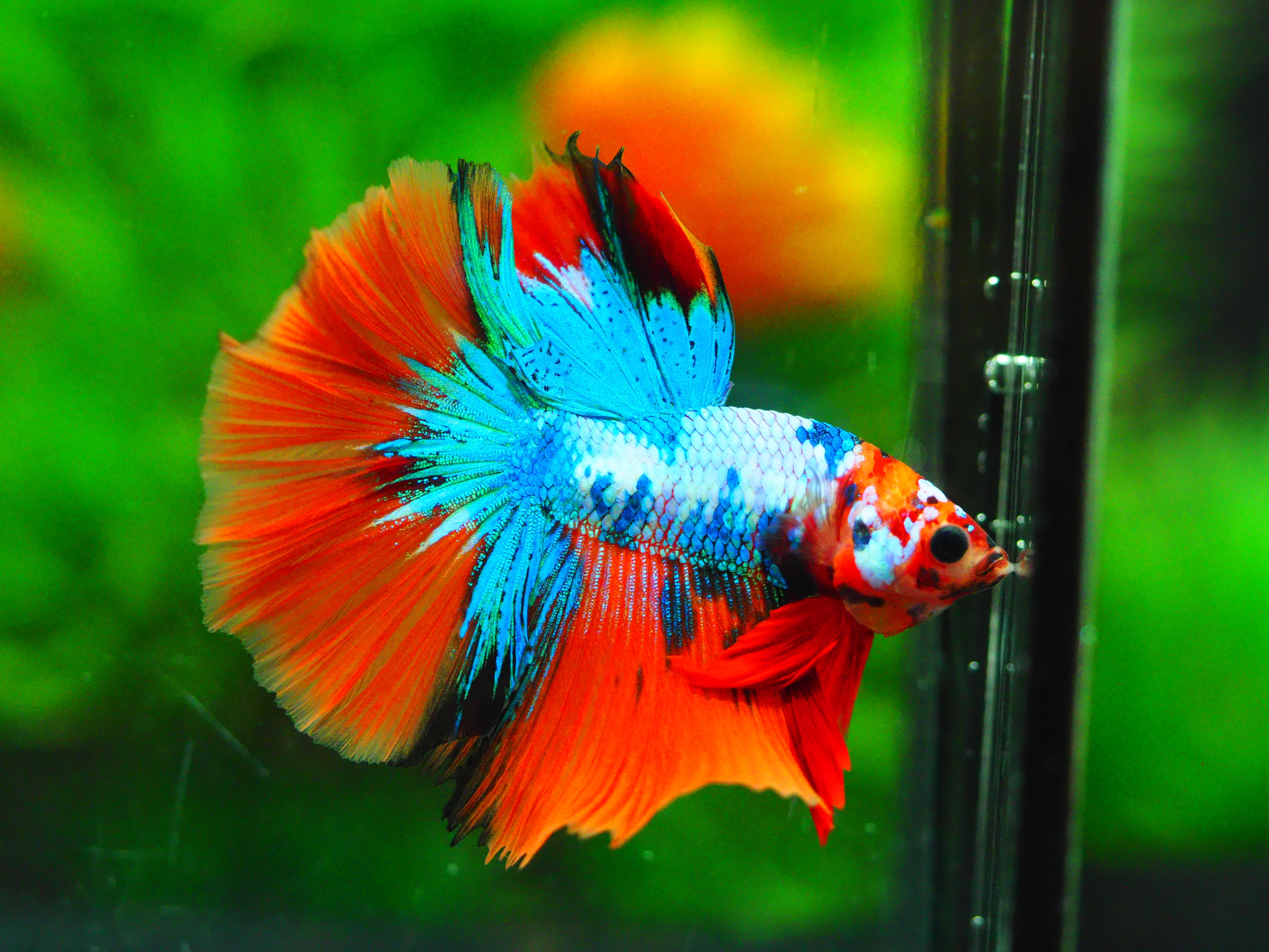 HM KOI GALAXY MALE GRADE A +++