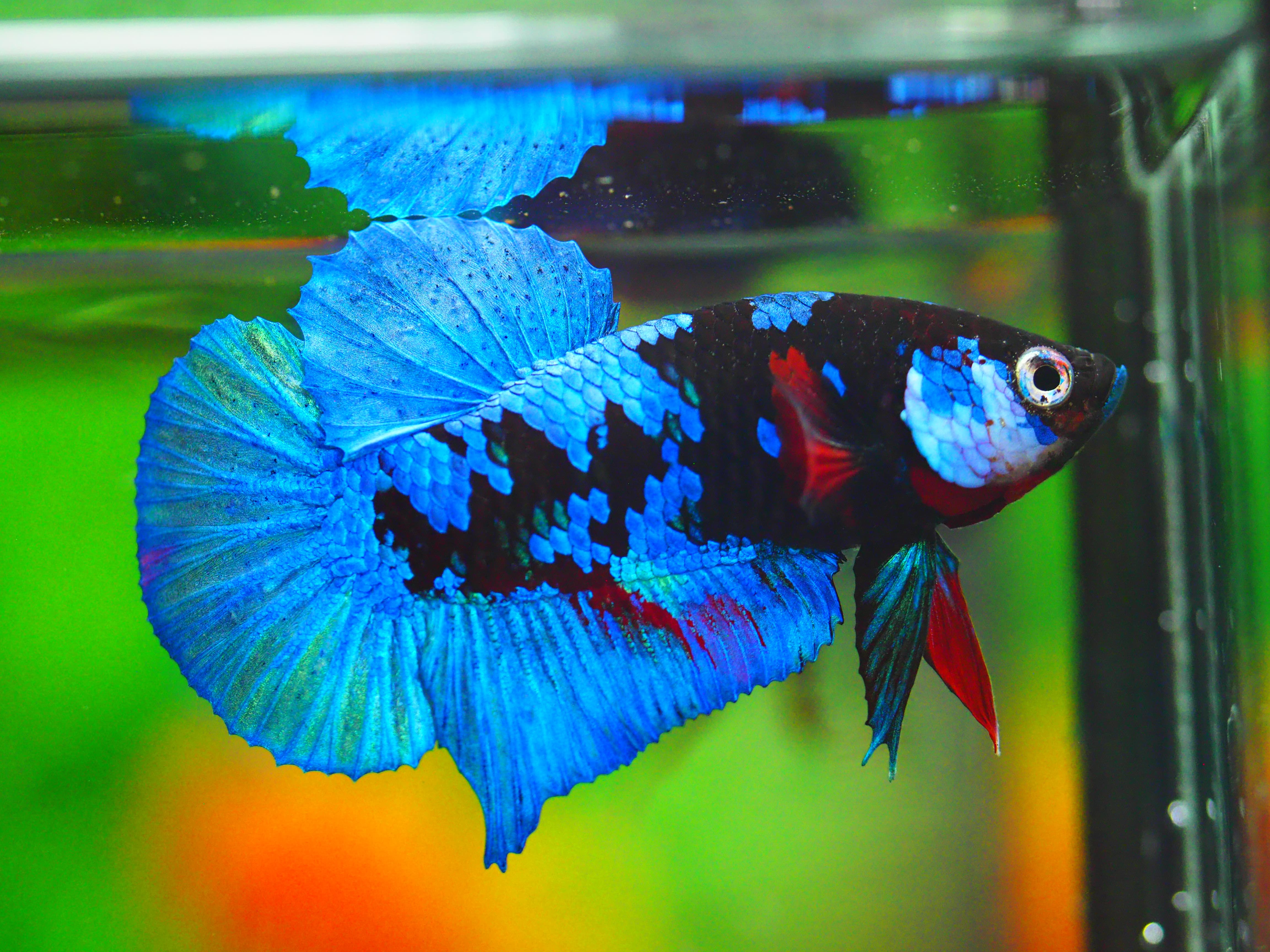 HMPK KOI GALAXY MALE GRADE A +++