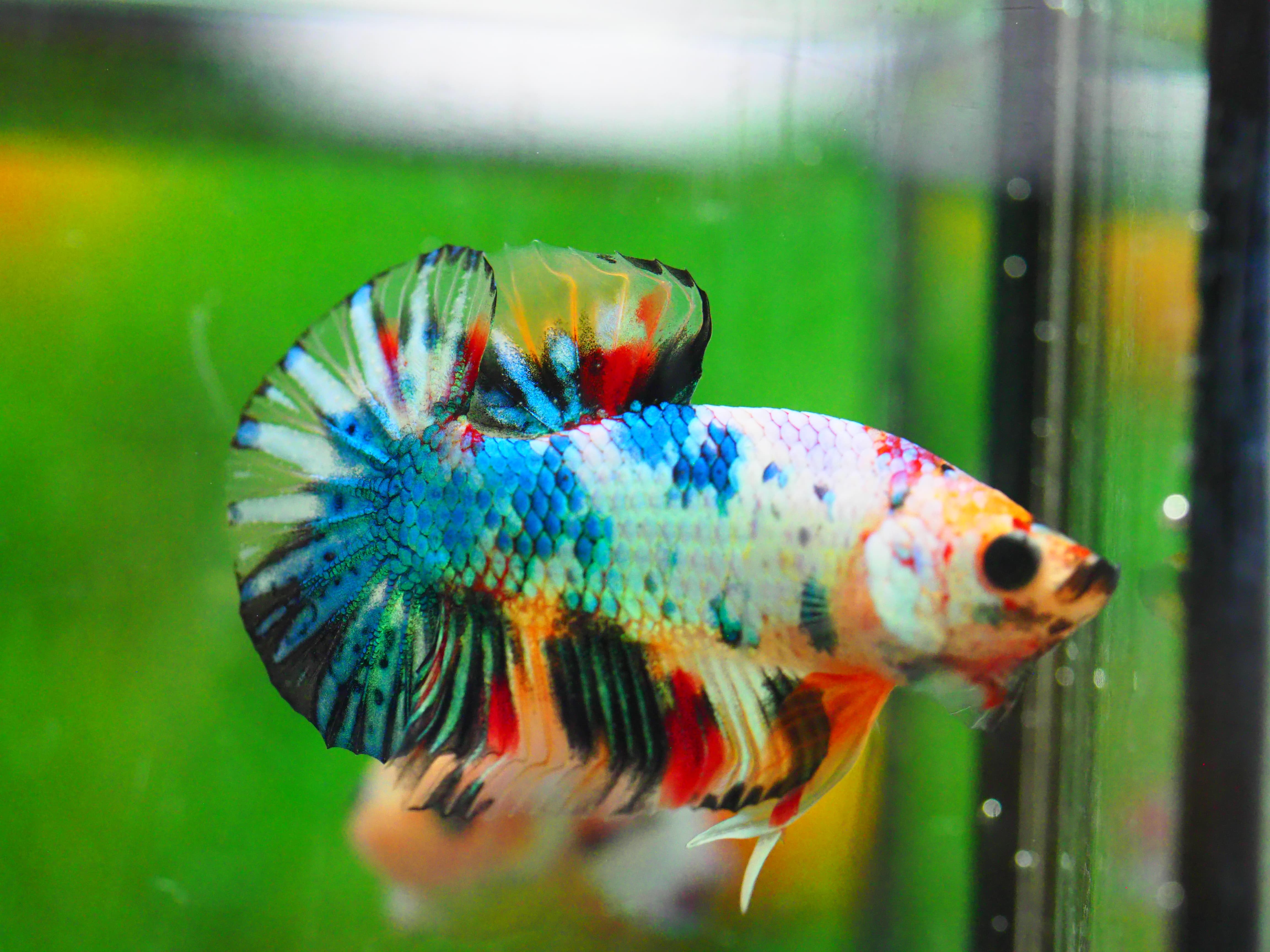 HMPK KOI GALAXY MALE GRADE A +++