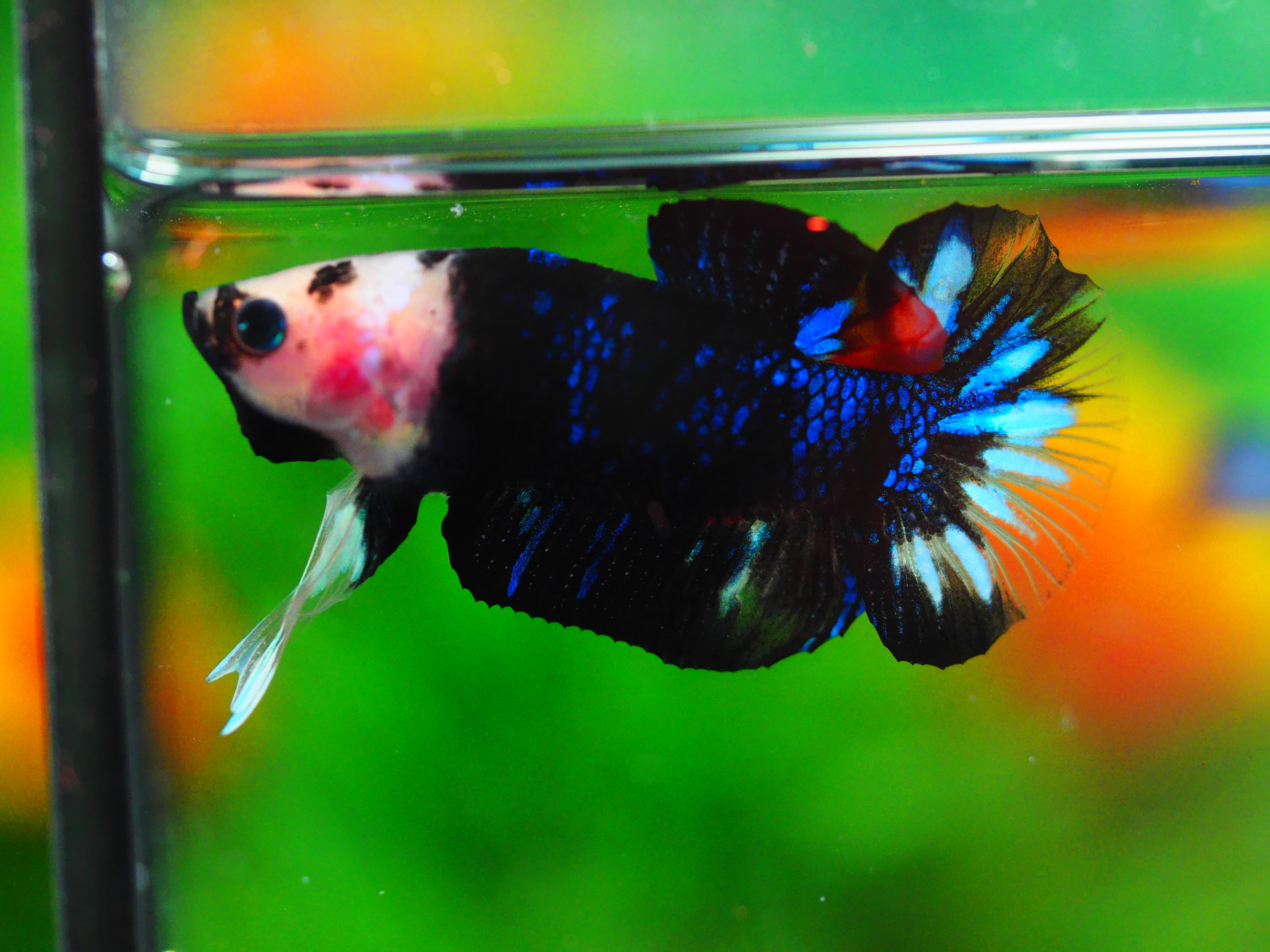 HMPK KOI GALAXY MALE GRADE A+++