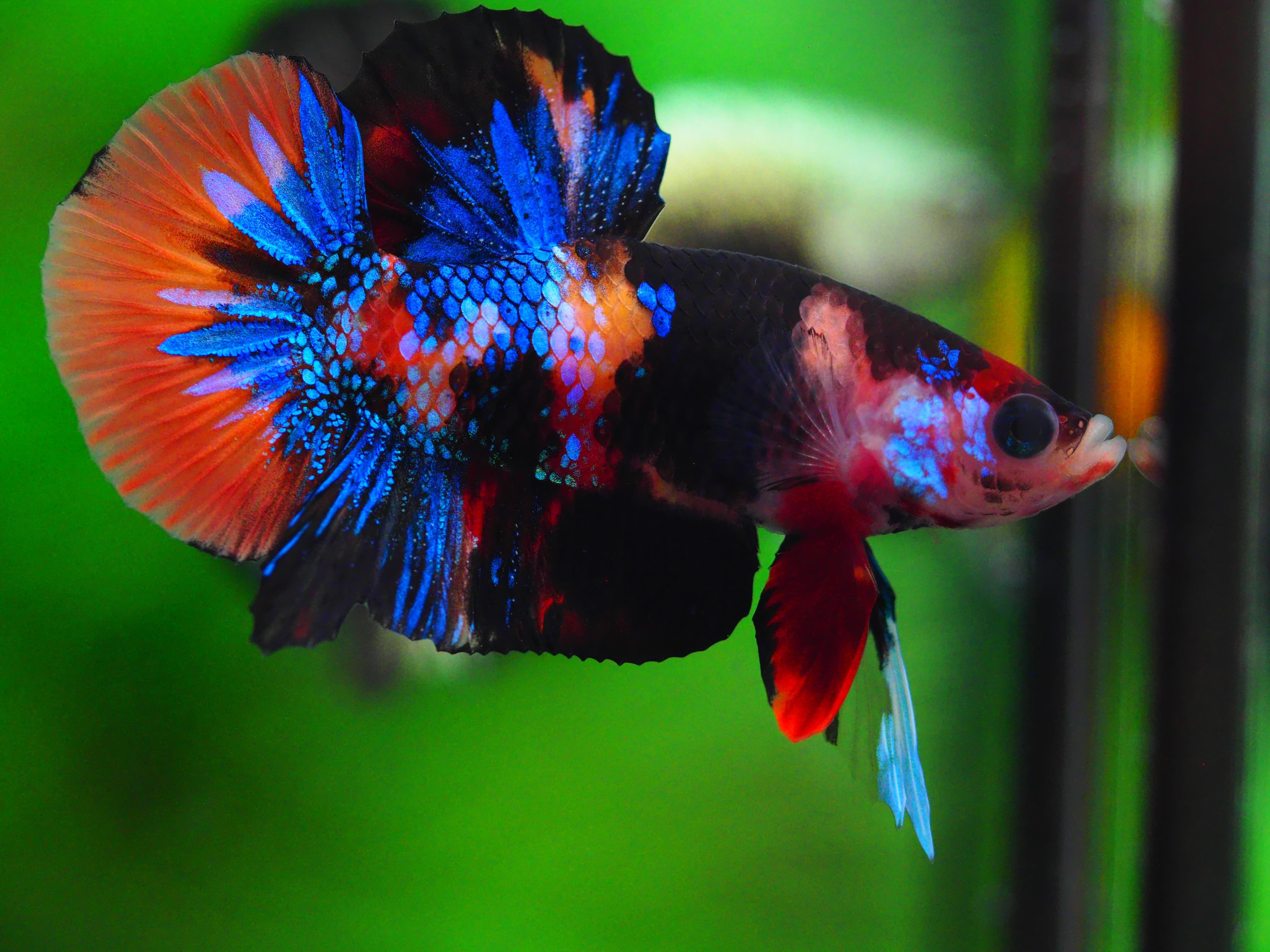 HMPK NEMO GALAXY MALE GRADE A++