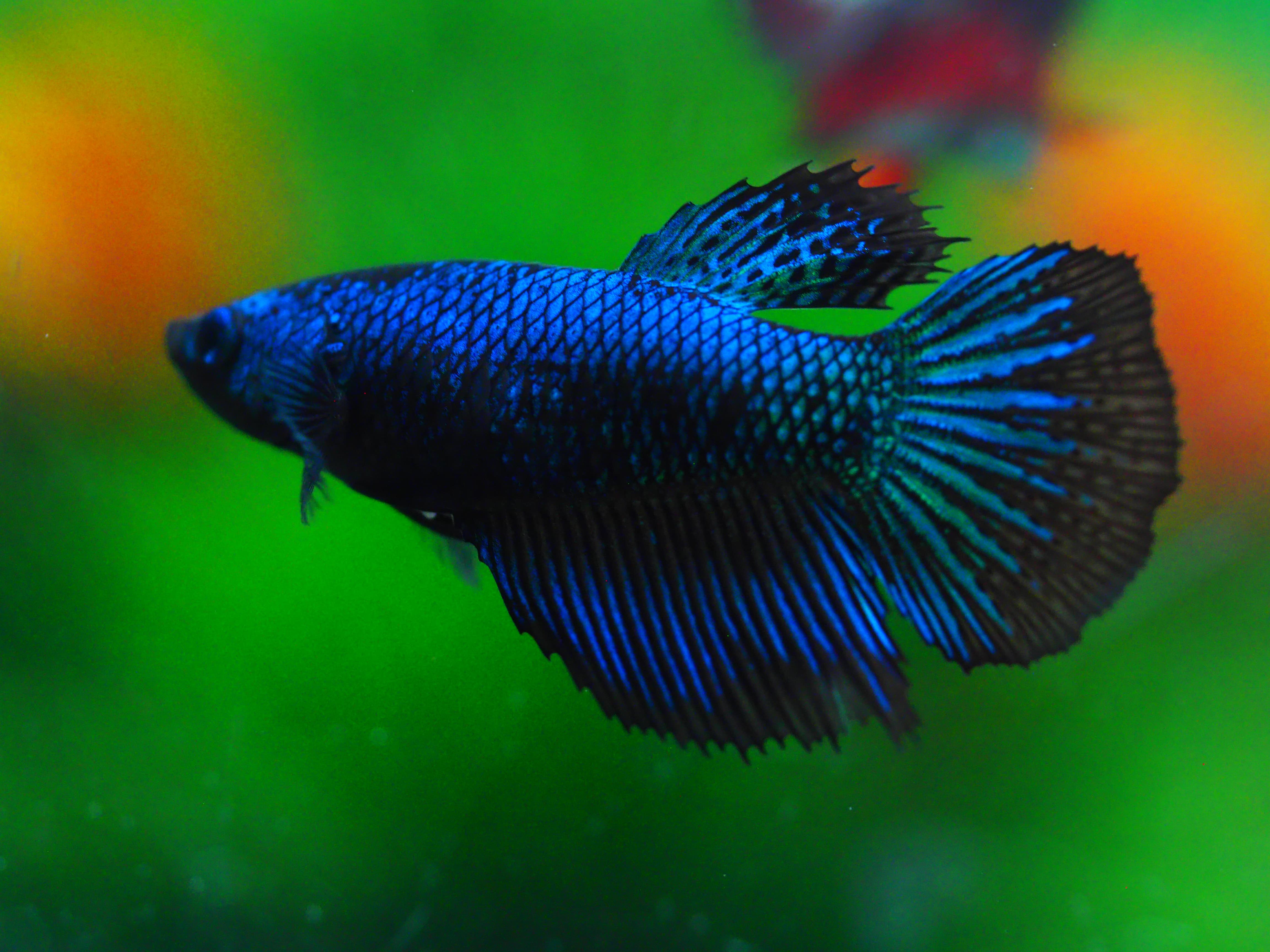 HM FANCY FN MALE GRADE A +++