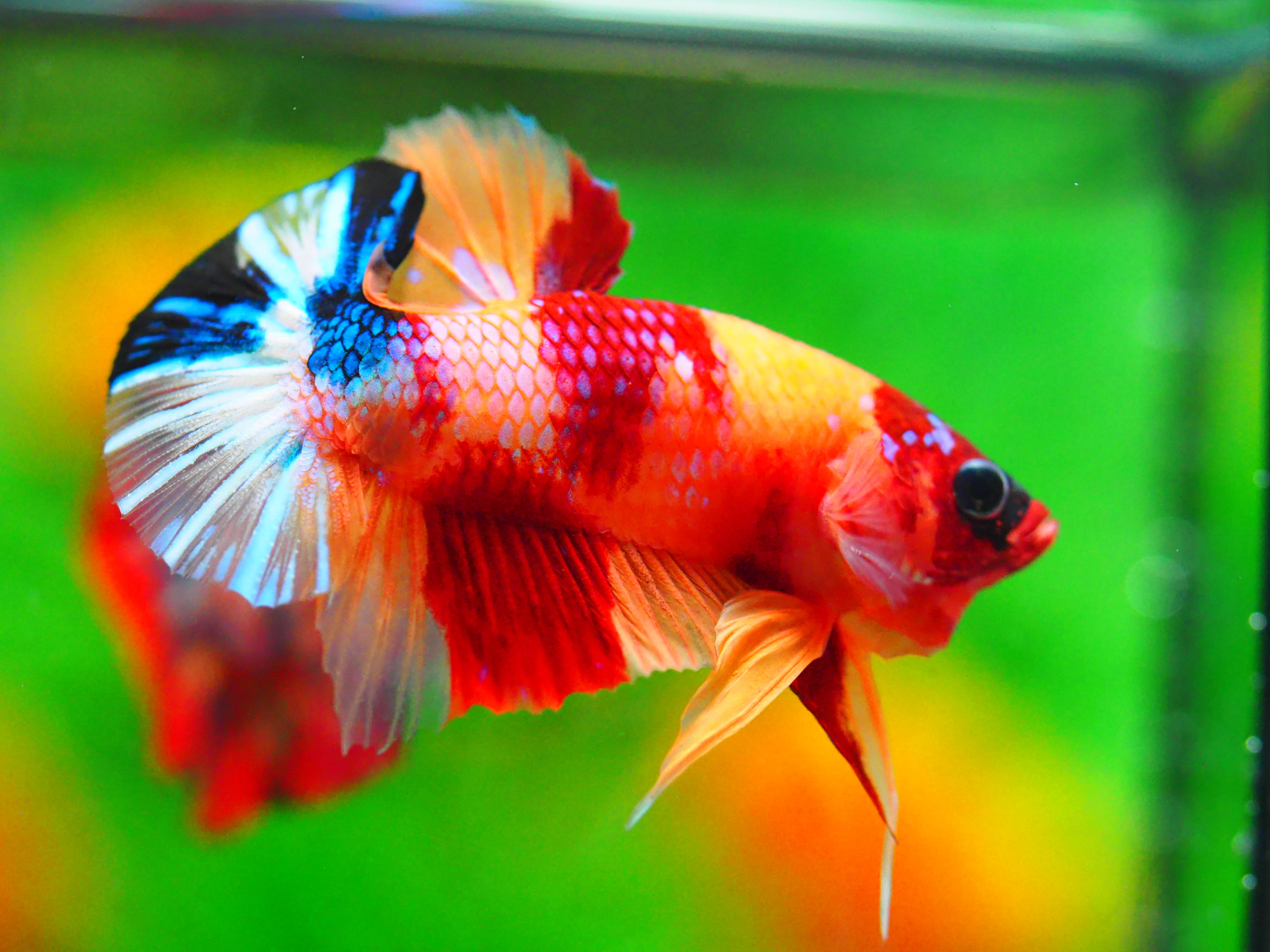 HMPK NEMO GALAXY MALE GRADE A +++