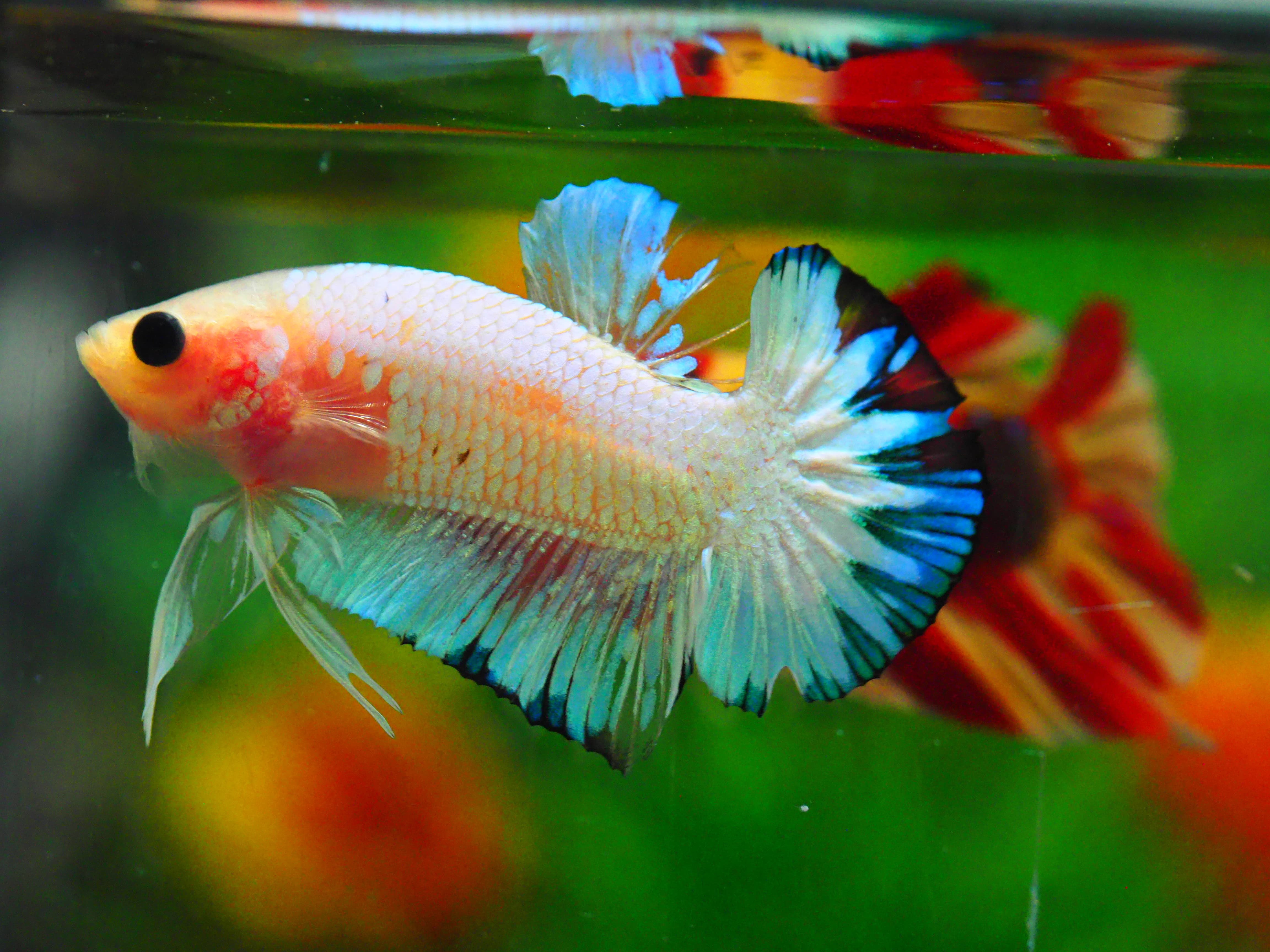 HMPK FANCY MALE GRADE A +++