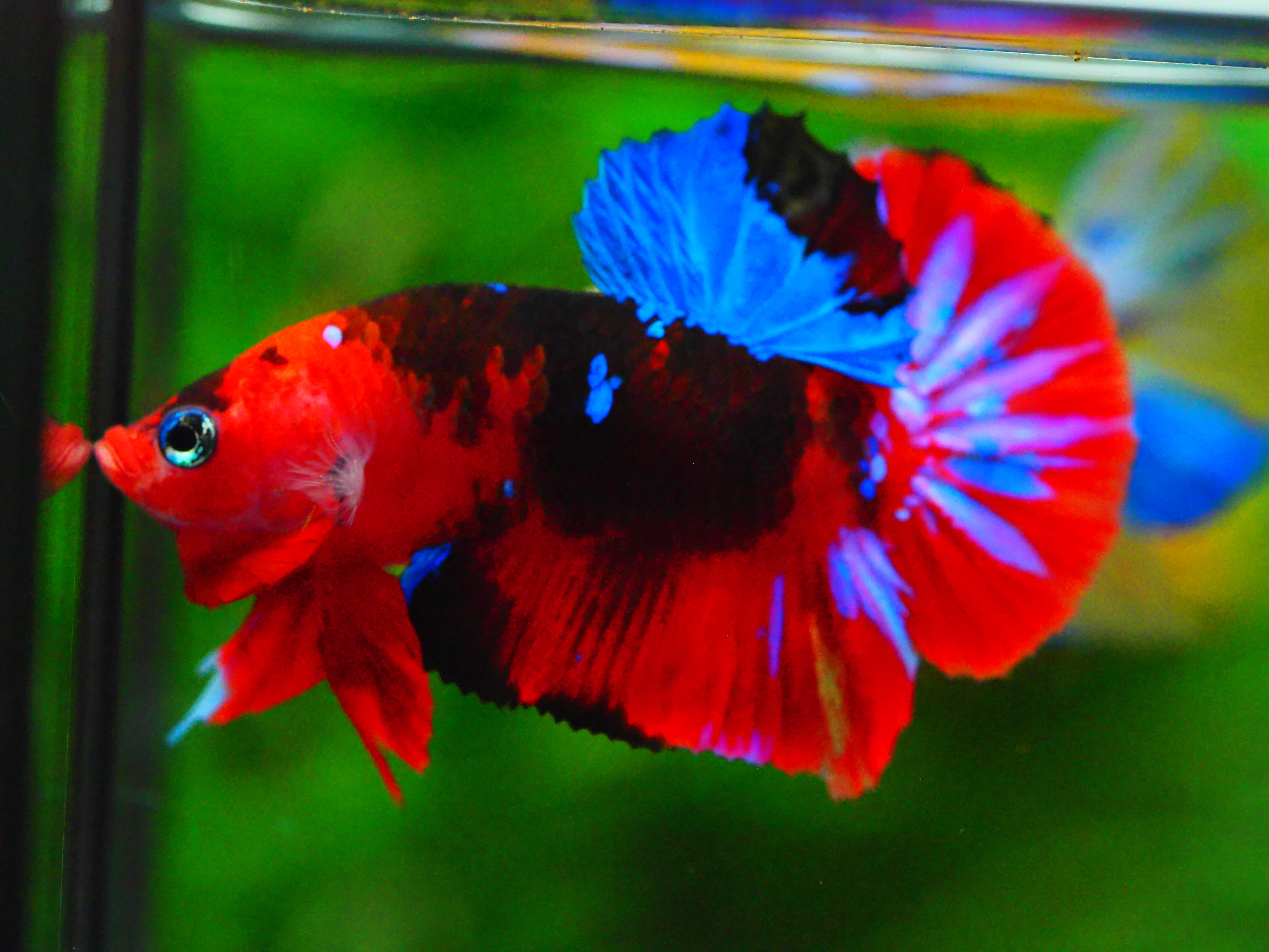 HMPK KOI GALAXY MALE GRADE A +++