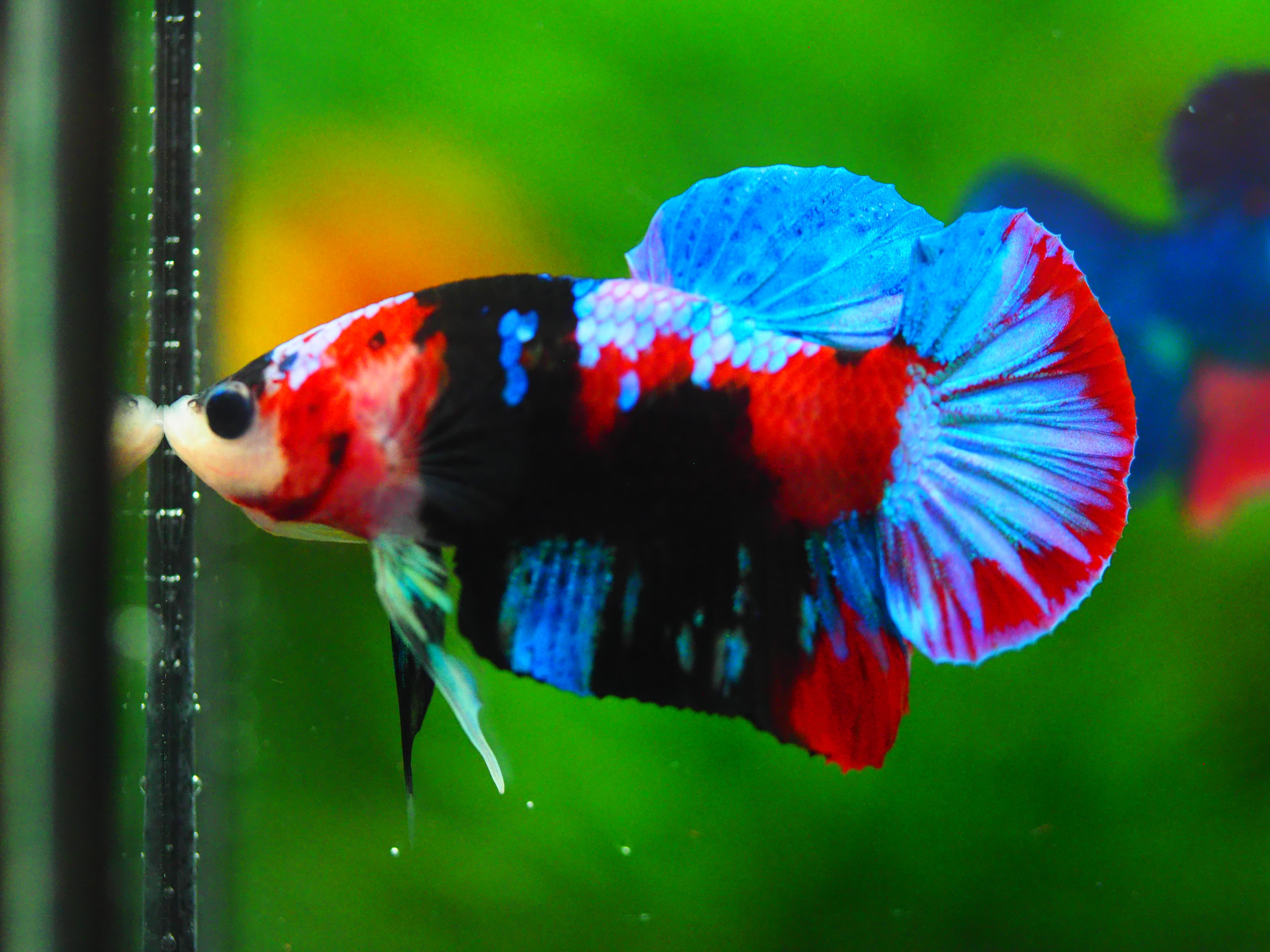 HMPK KOI GALAXY MALE GRADE A++