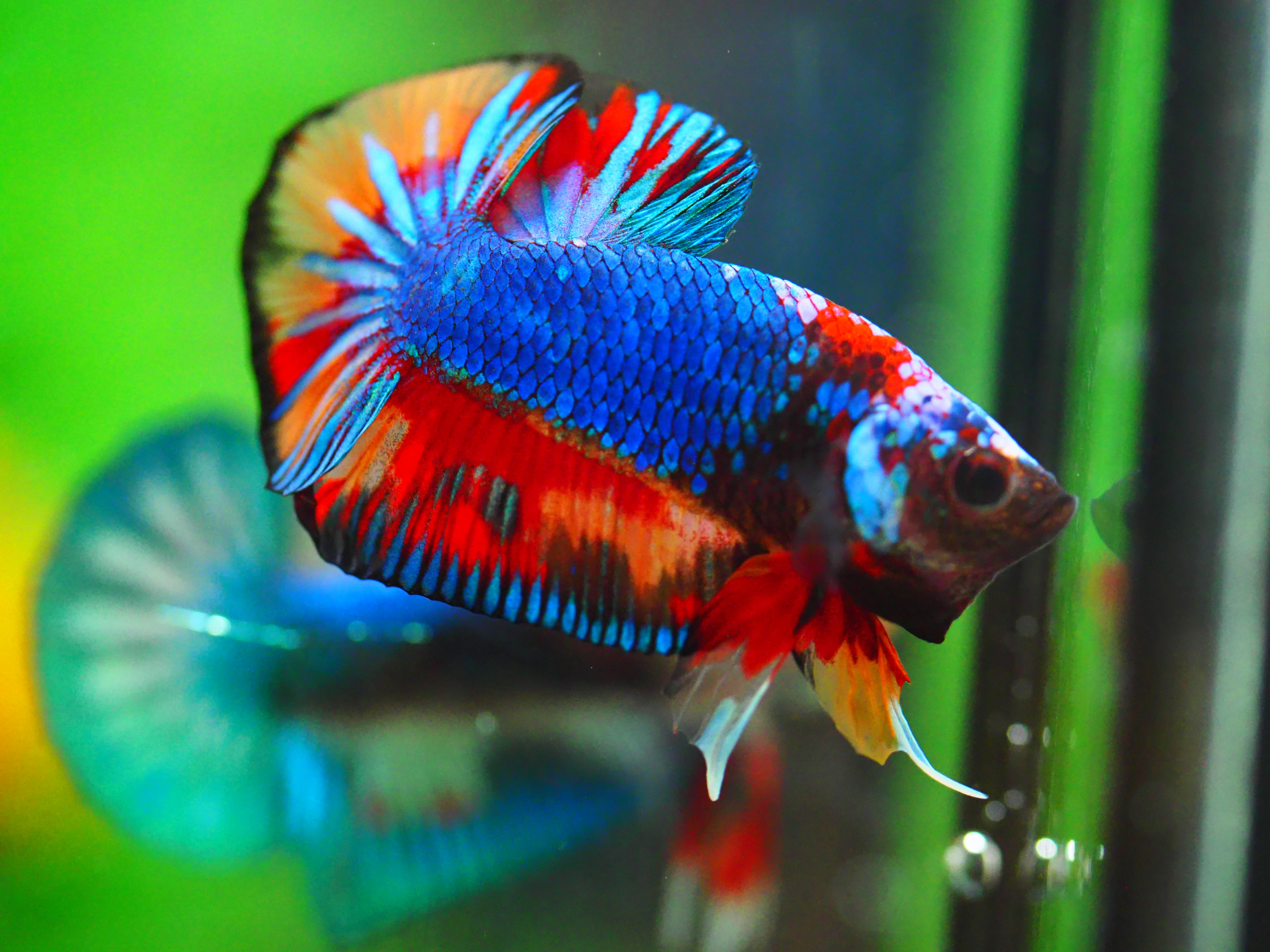 HMPK KOI GALAXY MALE GRADE A +++