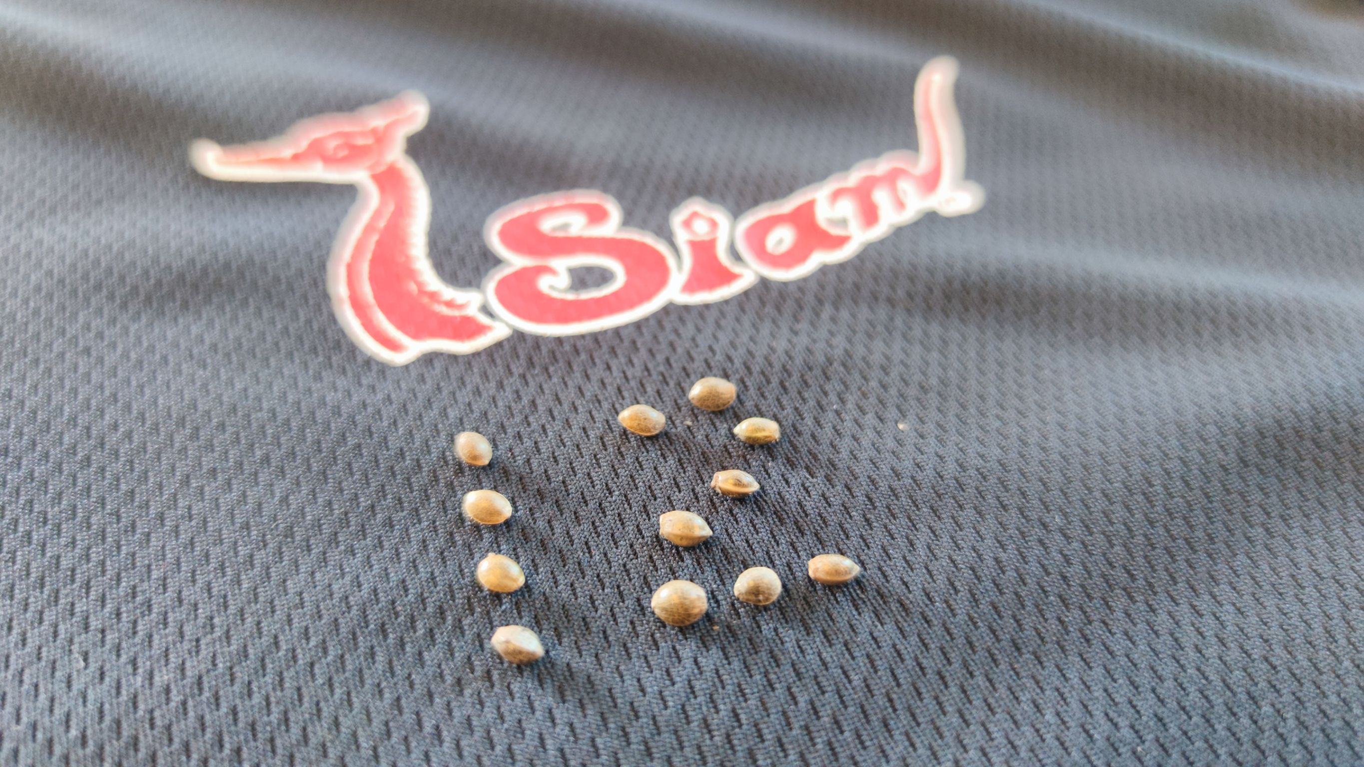 เมล็ดกัญชา เกริงกระเวีย พันธุ์แท้ ออแกนิค ไอสยาม !โปรดระวังของปลอม!