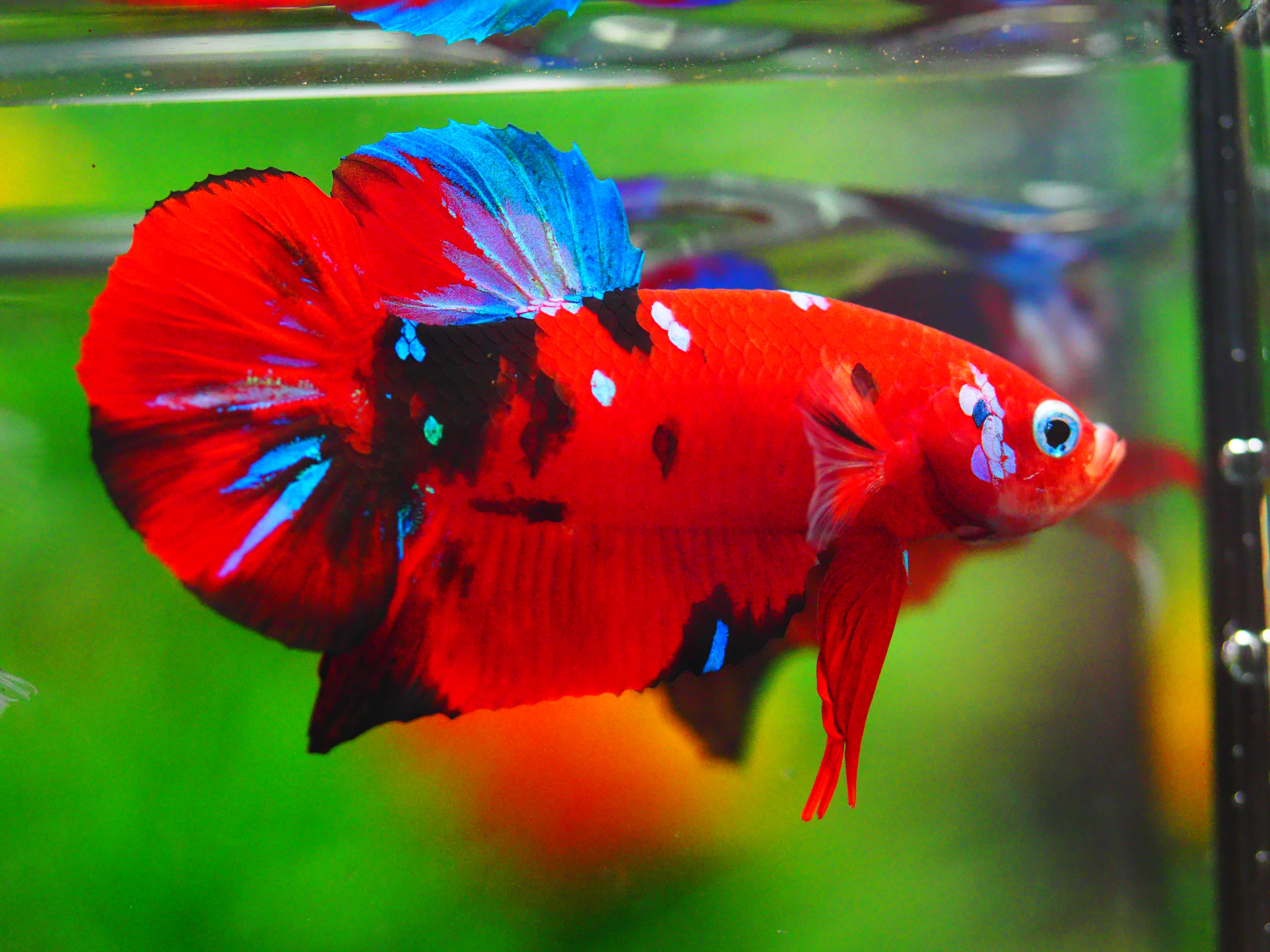 HMPK KOI GALAXY MALE GRADE A +++