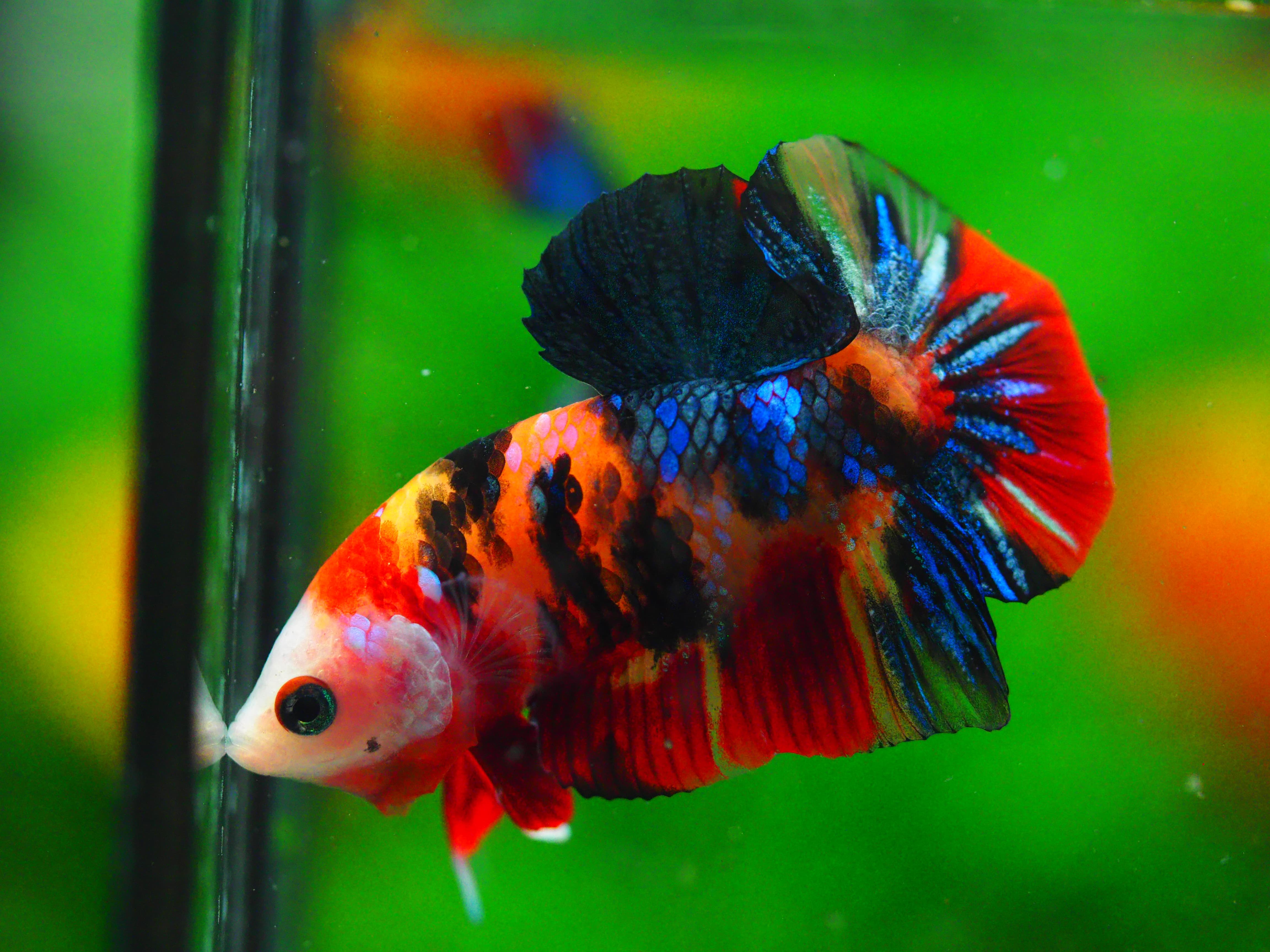 HMPK NEMO GALAXY MALE GRADE A +++