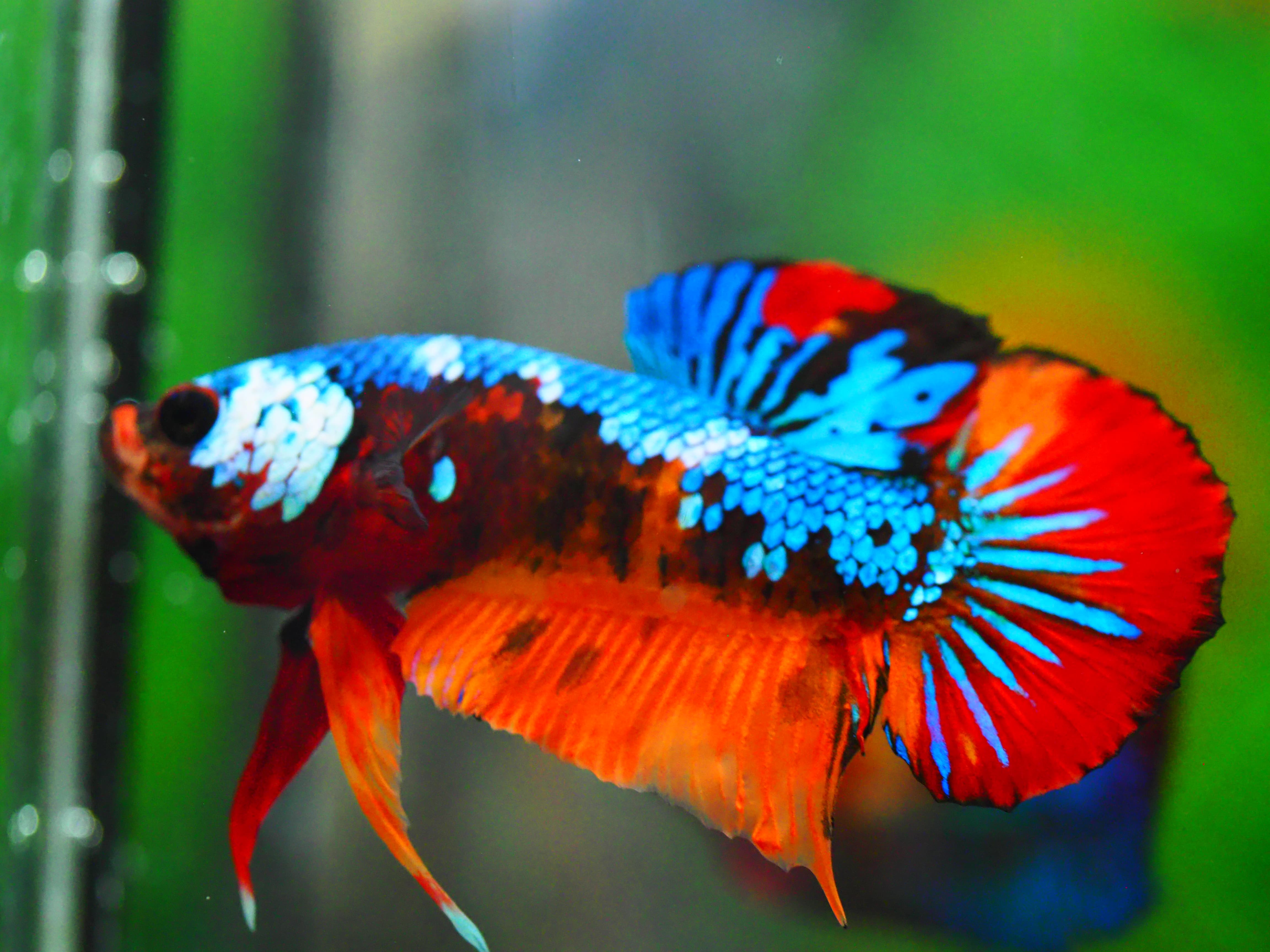 HMPK NEMO GALAXY MALE GRADE A +++