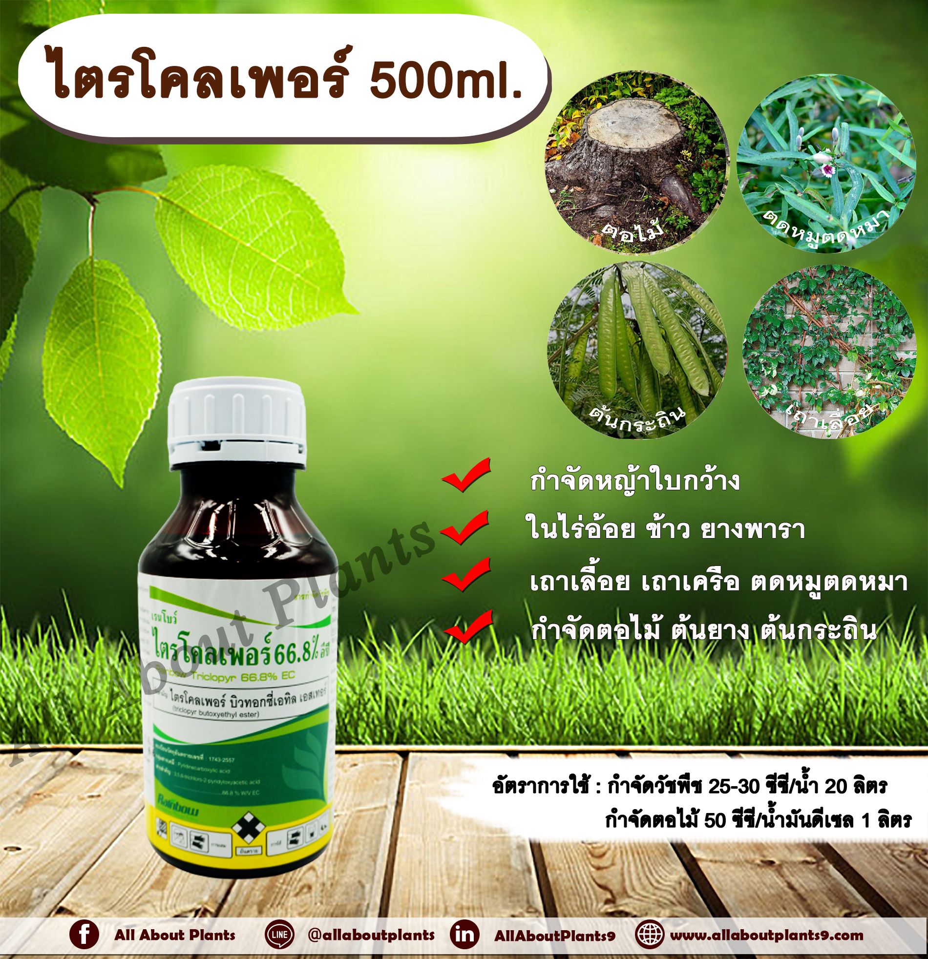 ไตรโคลเพอร์ 500ml. สารกำจัดวัชพืช สารกำจัดหญ้า หญ้าใบกว้าง เถาเลื้อย เถาเครือ ตดหมูตดหมา กำจัดตอไม้ ต้นไม้ ต้นยาง ต้นกระถิน ทาตอไม้ ทาต้นไม้ ดูดซึม allaboutplant ชิ้น