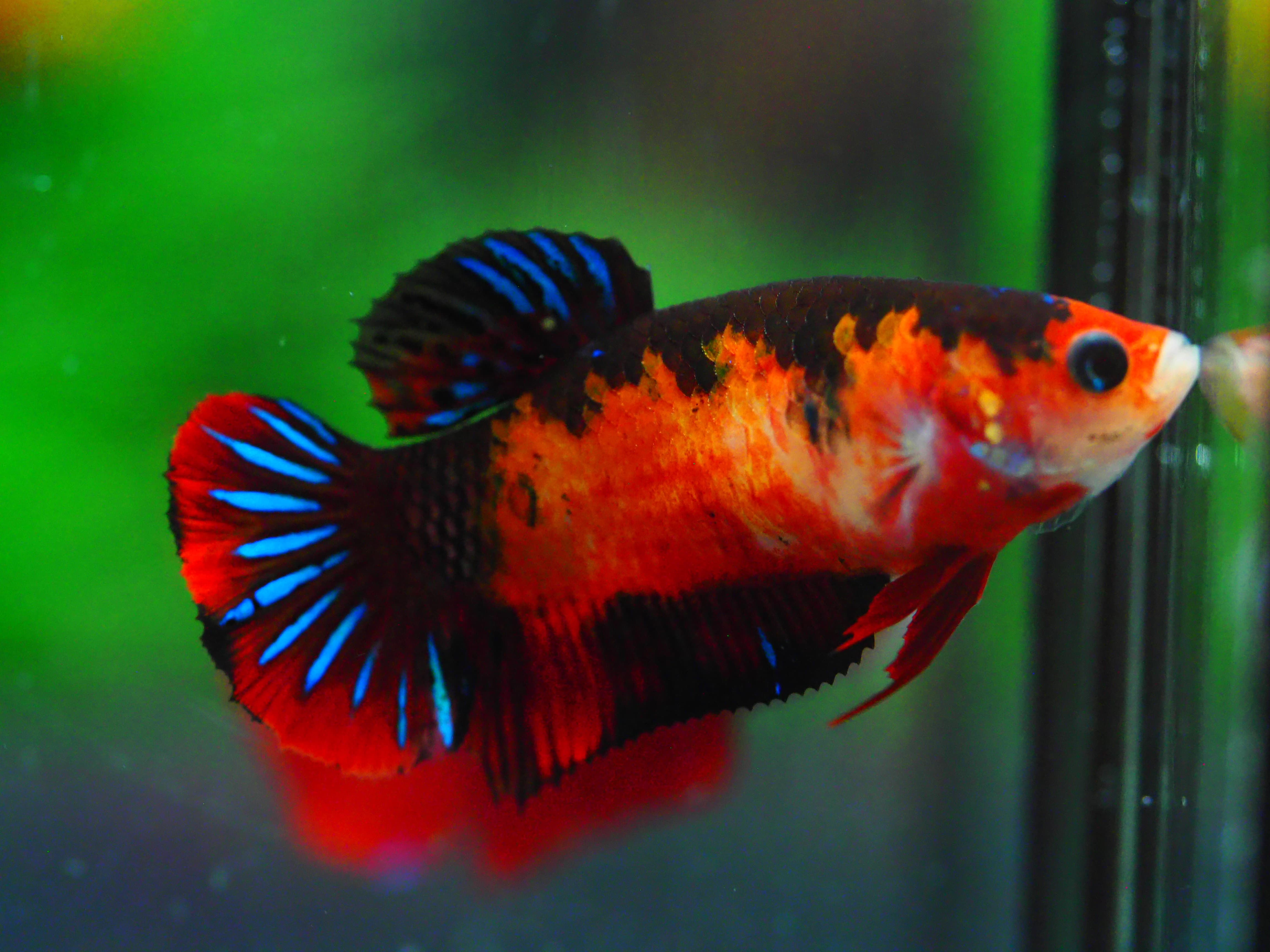 HMPK KOI GALAXY FNMALE GRADE A +++