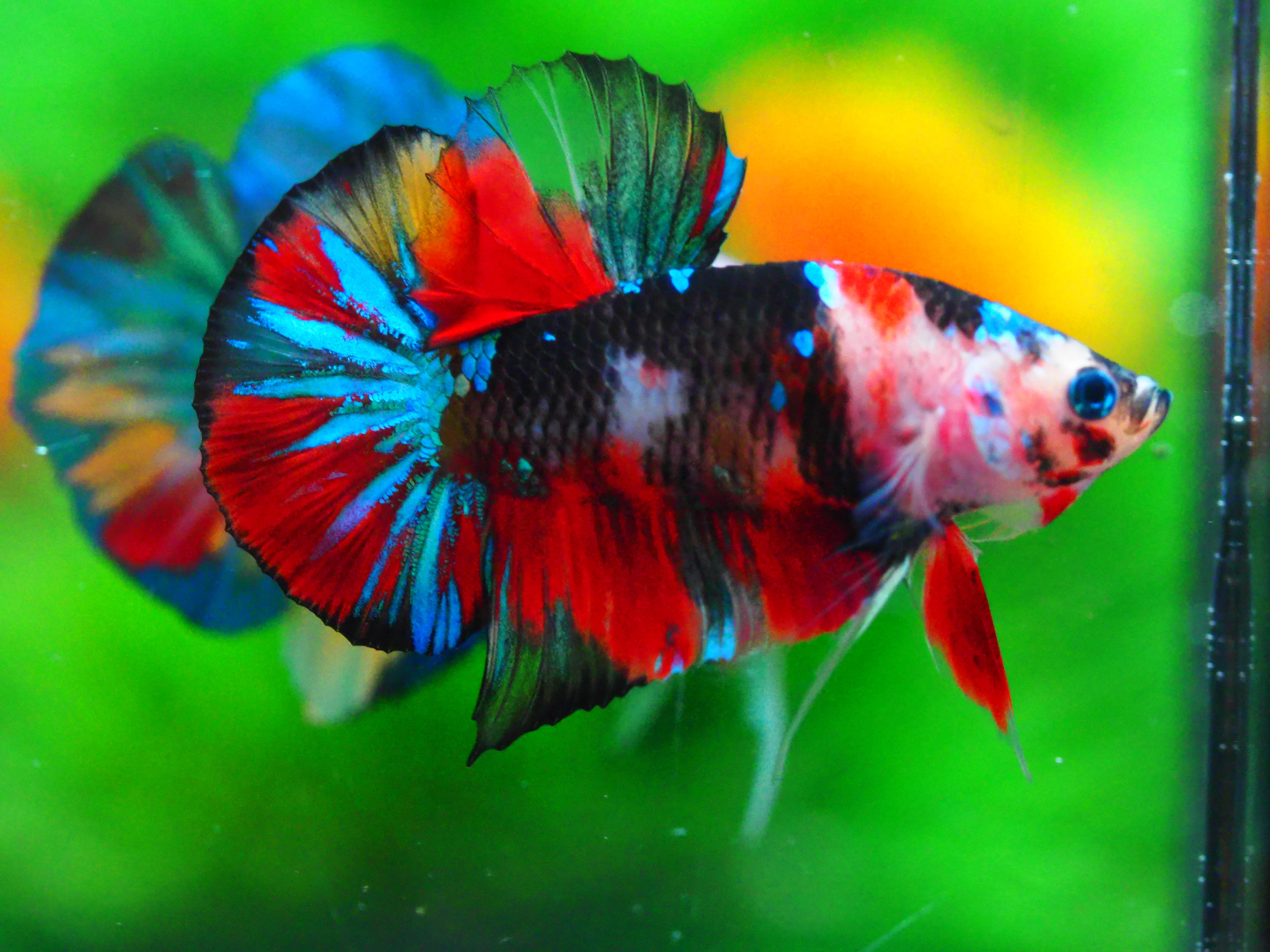 HMPK KOI GALAXY MALE GRADE A +++