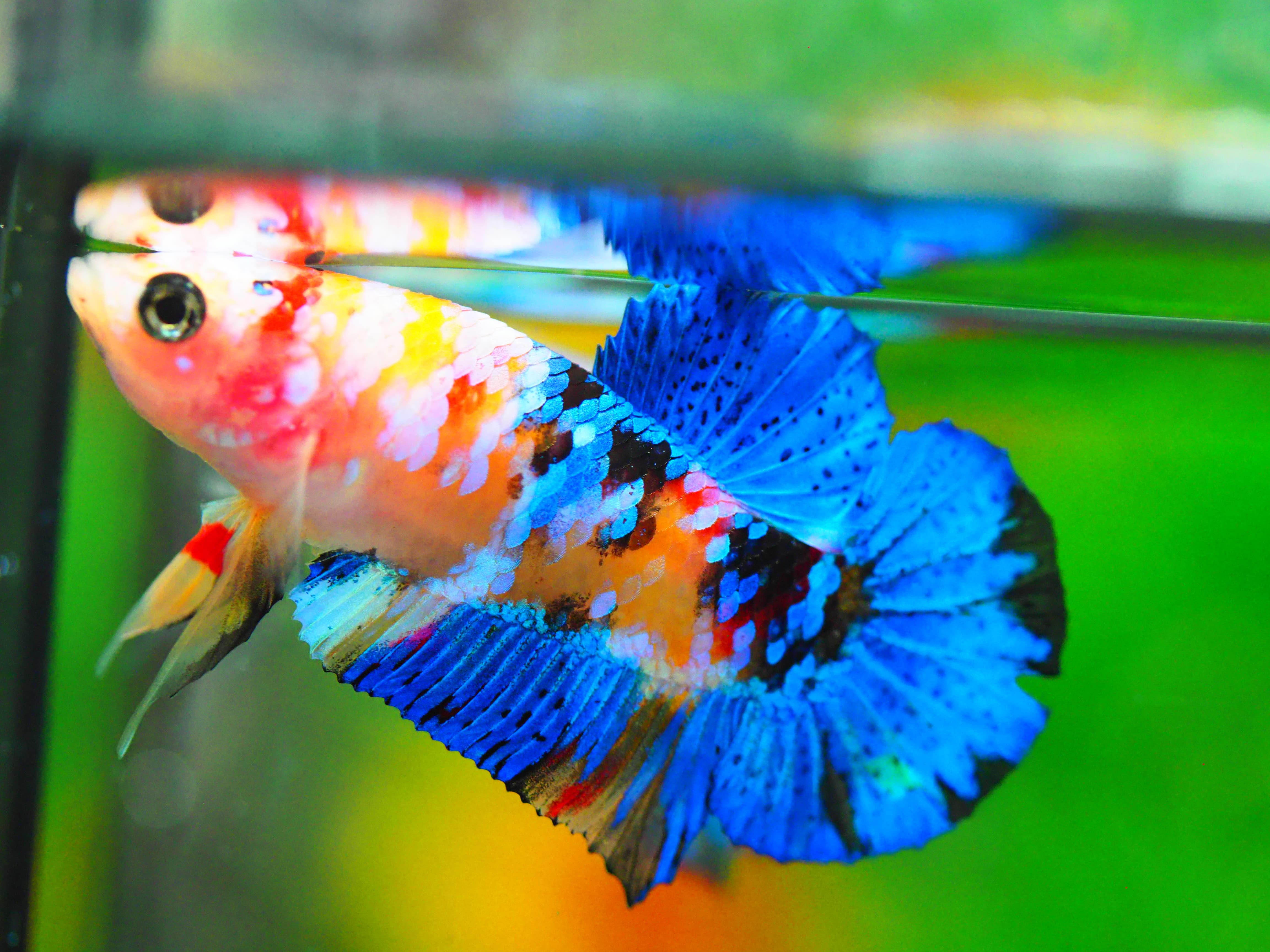 HMPK KOI GALAXY MALE GRADE A +++