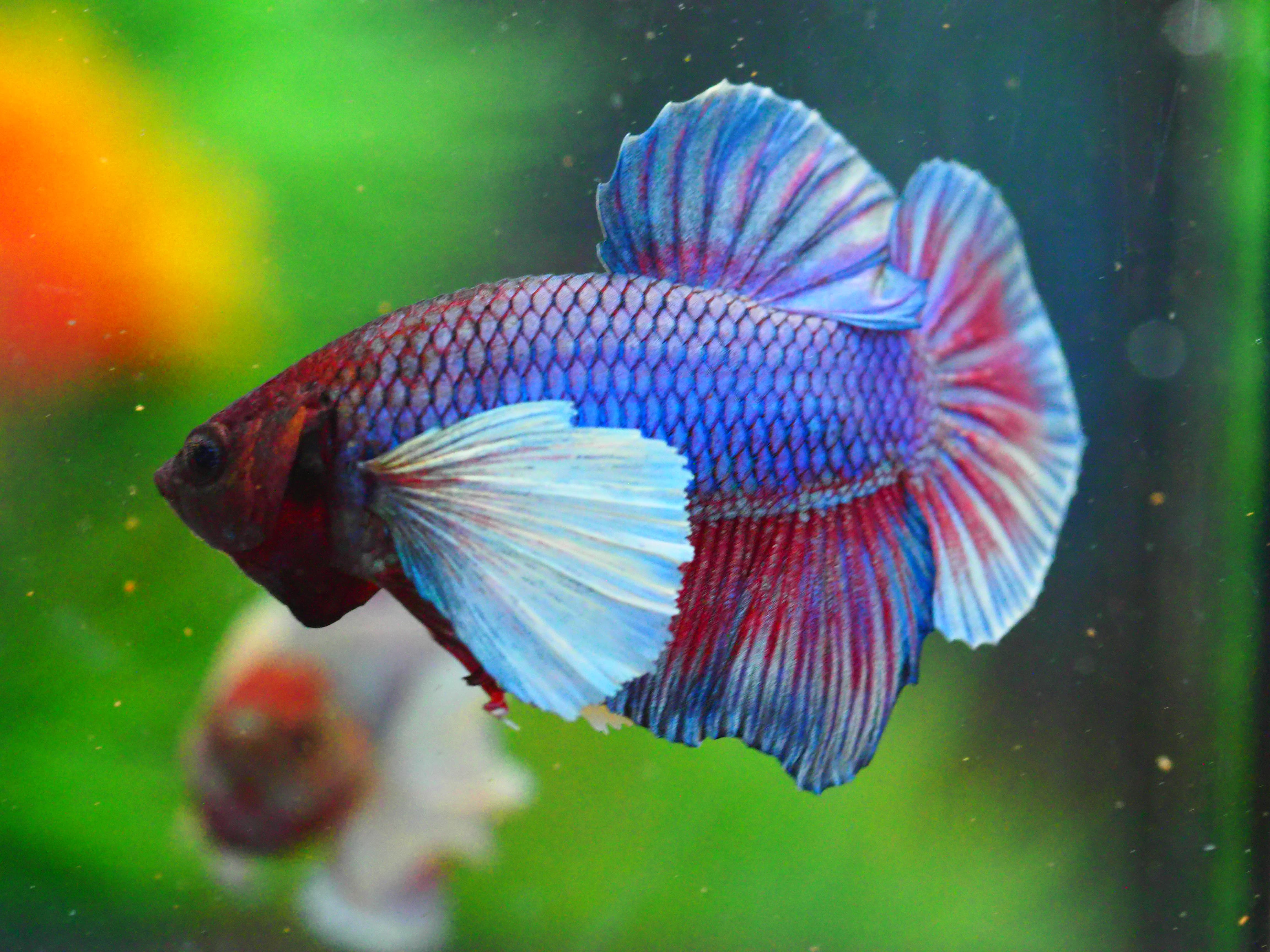 HMPK DUMBO MALE GRADE A +++