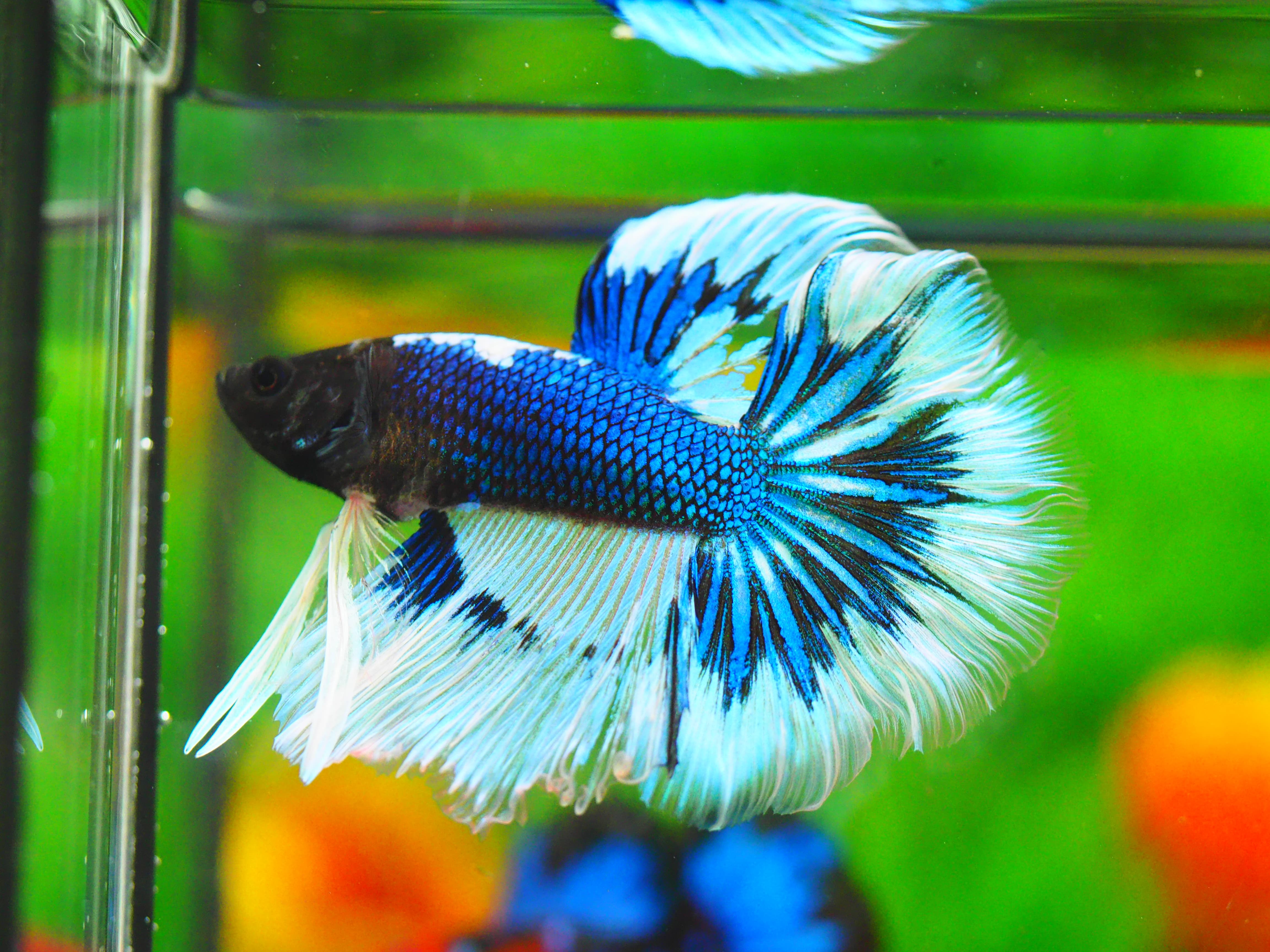 HMFANCY MALE GRADE A+++ ปลาเด็ก