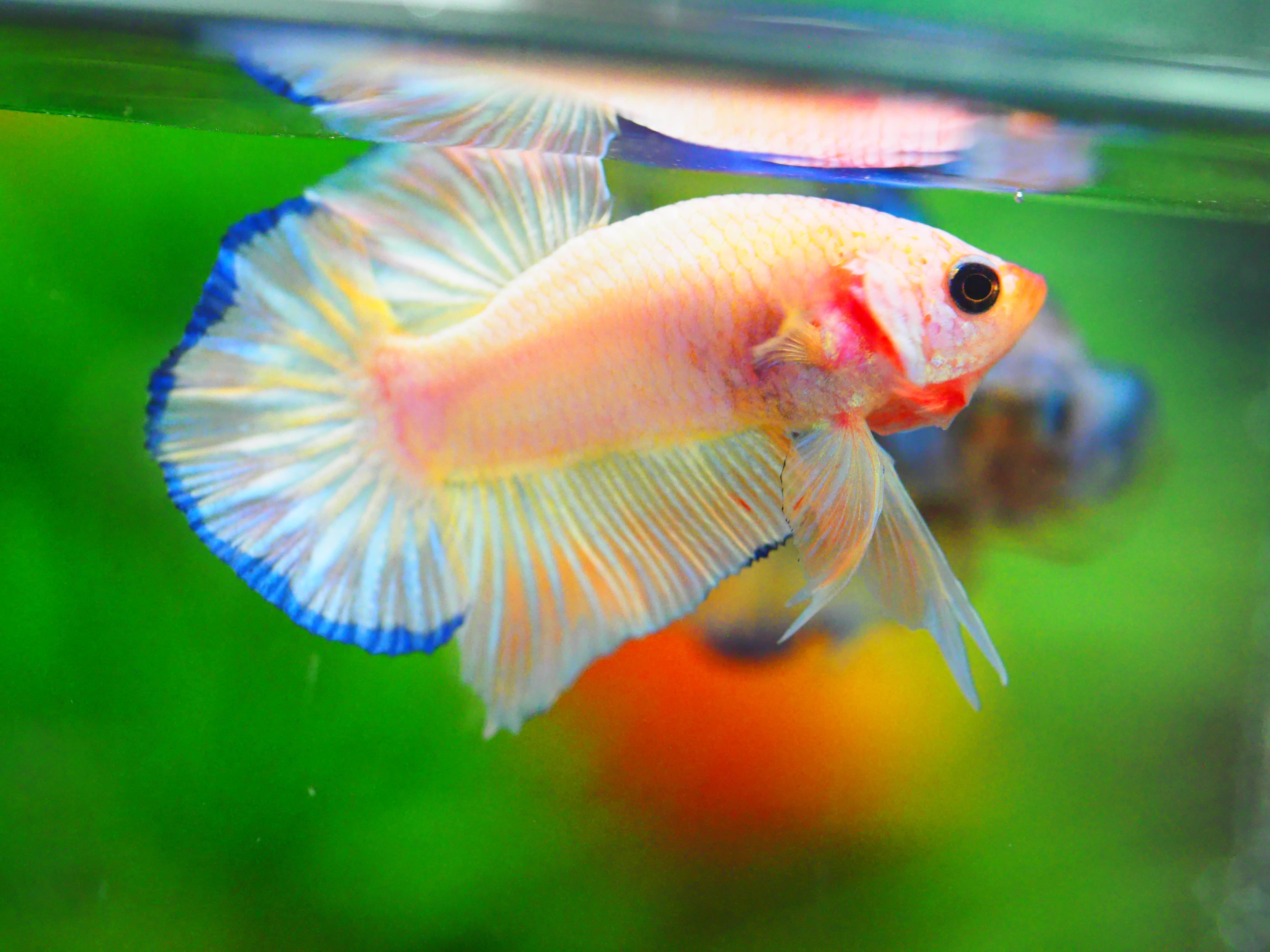 HMPK FANCY MALE GRADE A +++