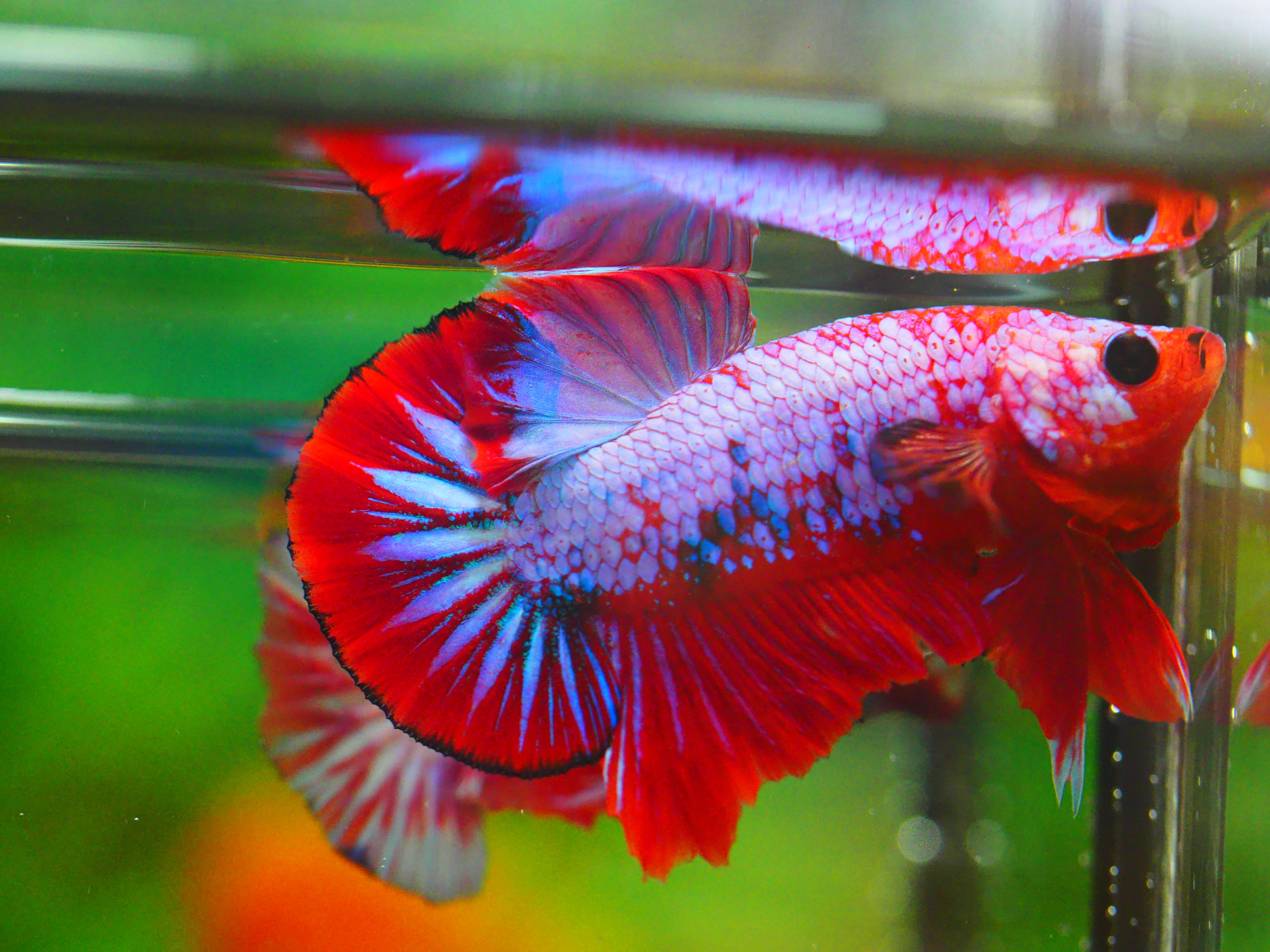 HMPK FANCY MALE GRADE A +++