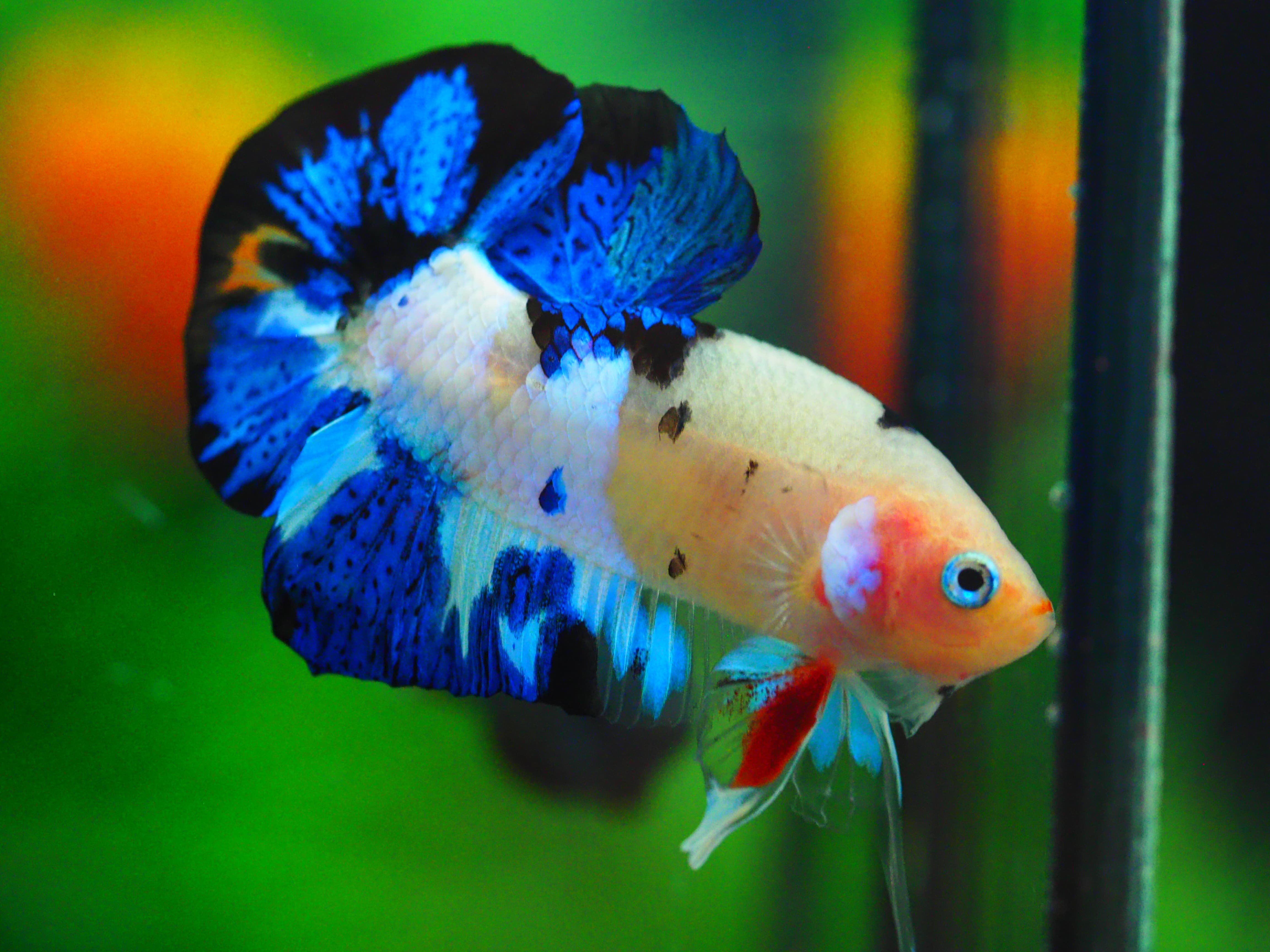 HMPK KOI GALAXY MALE GRADE A +++