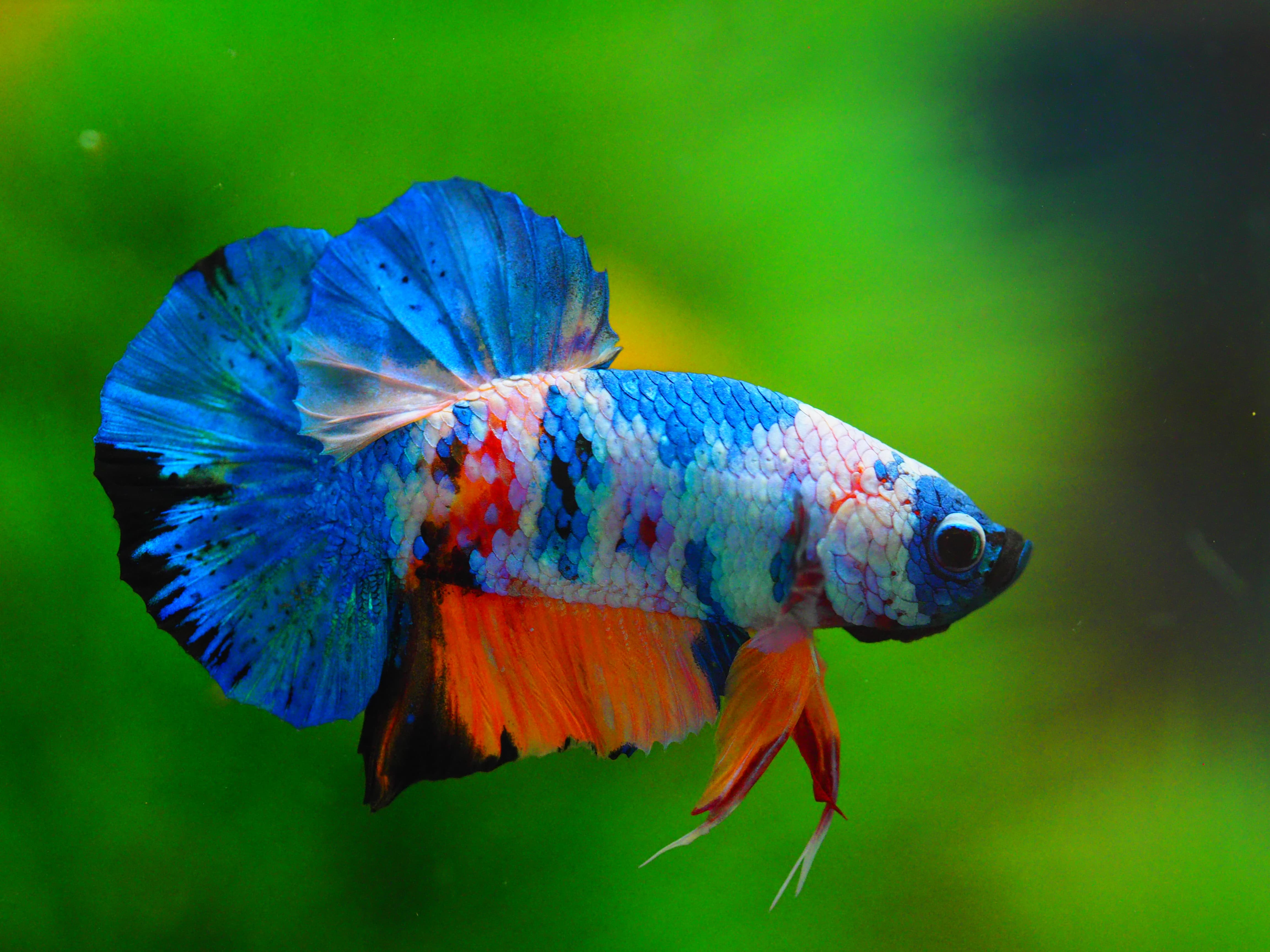 HMPK KOI GALAXY MALE GRADE A++