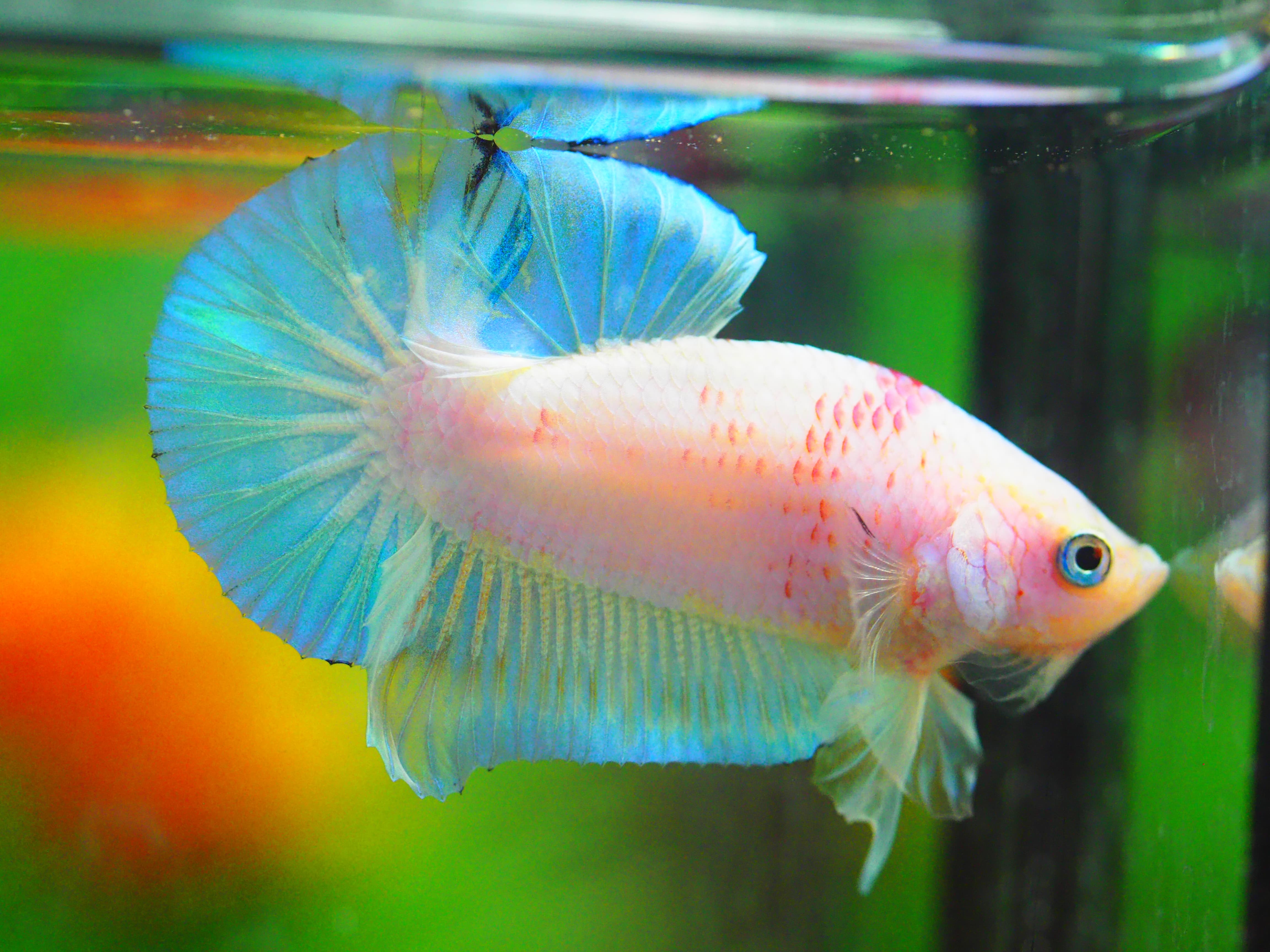 HMPK FANCY MALE GRADE A +++