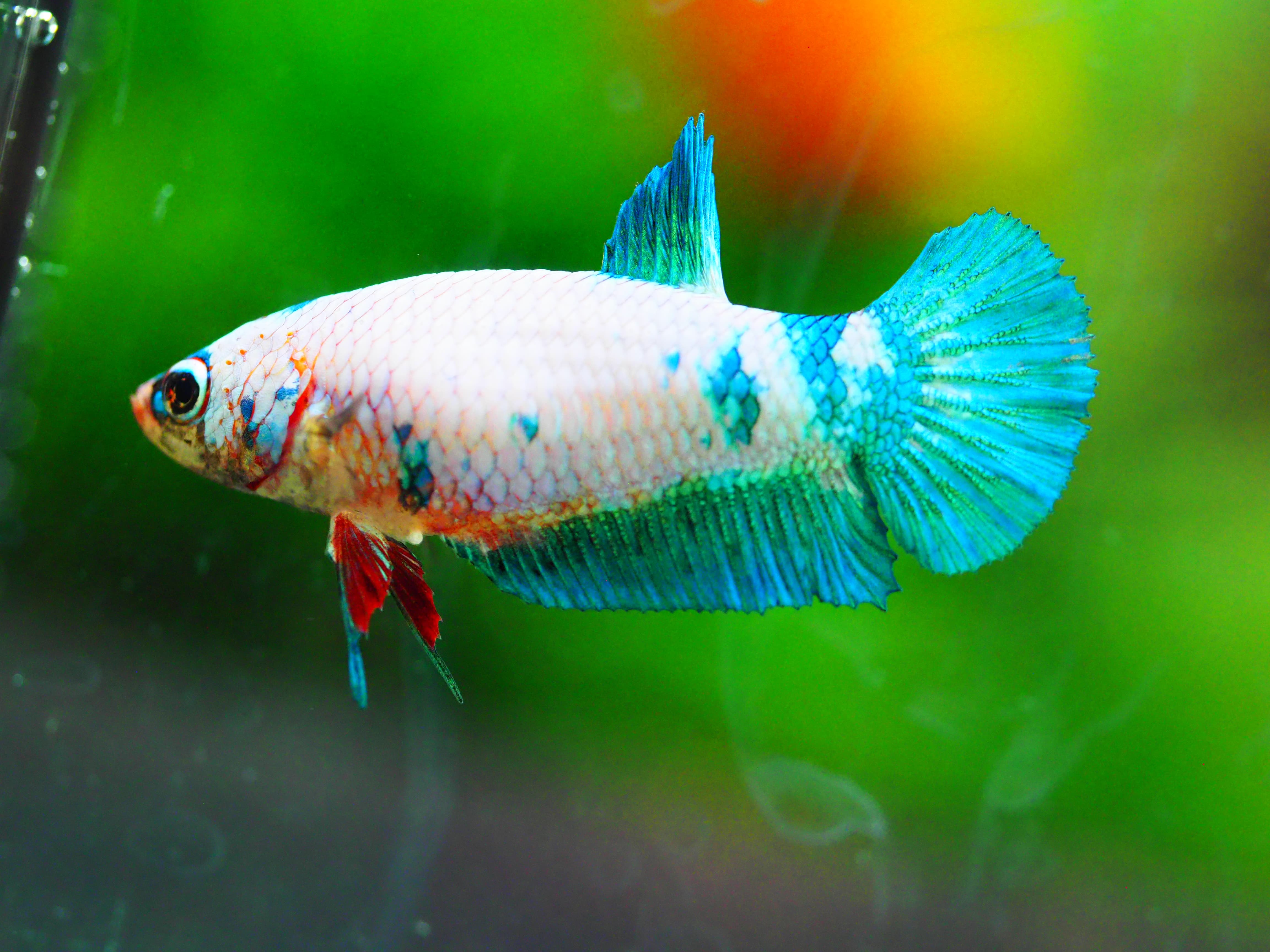 HMPK FANCY FNMALE GRADE A +++