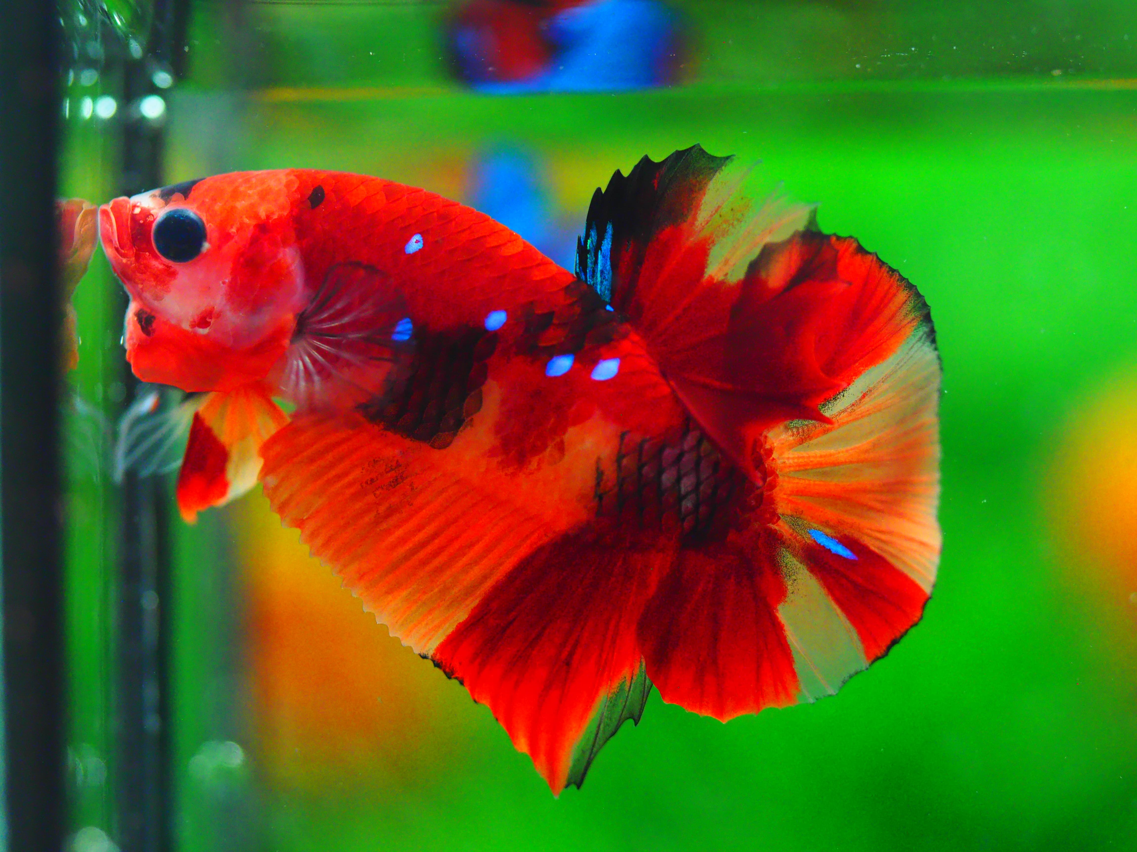 HMPK NEMO GALAXY MALE GRADE A +++