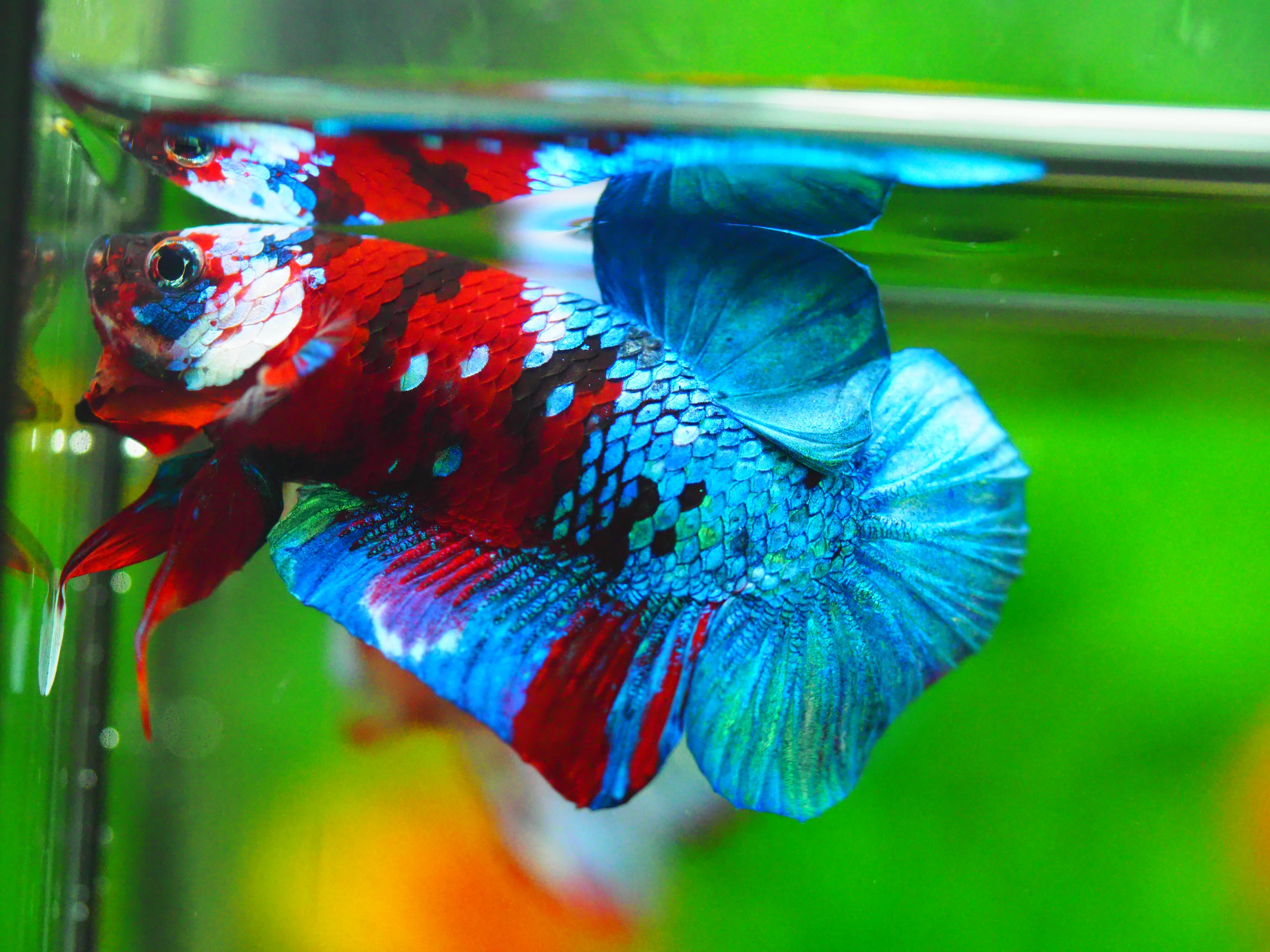 HMPK KOI GALAXY MALE GRADE A +++