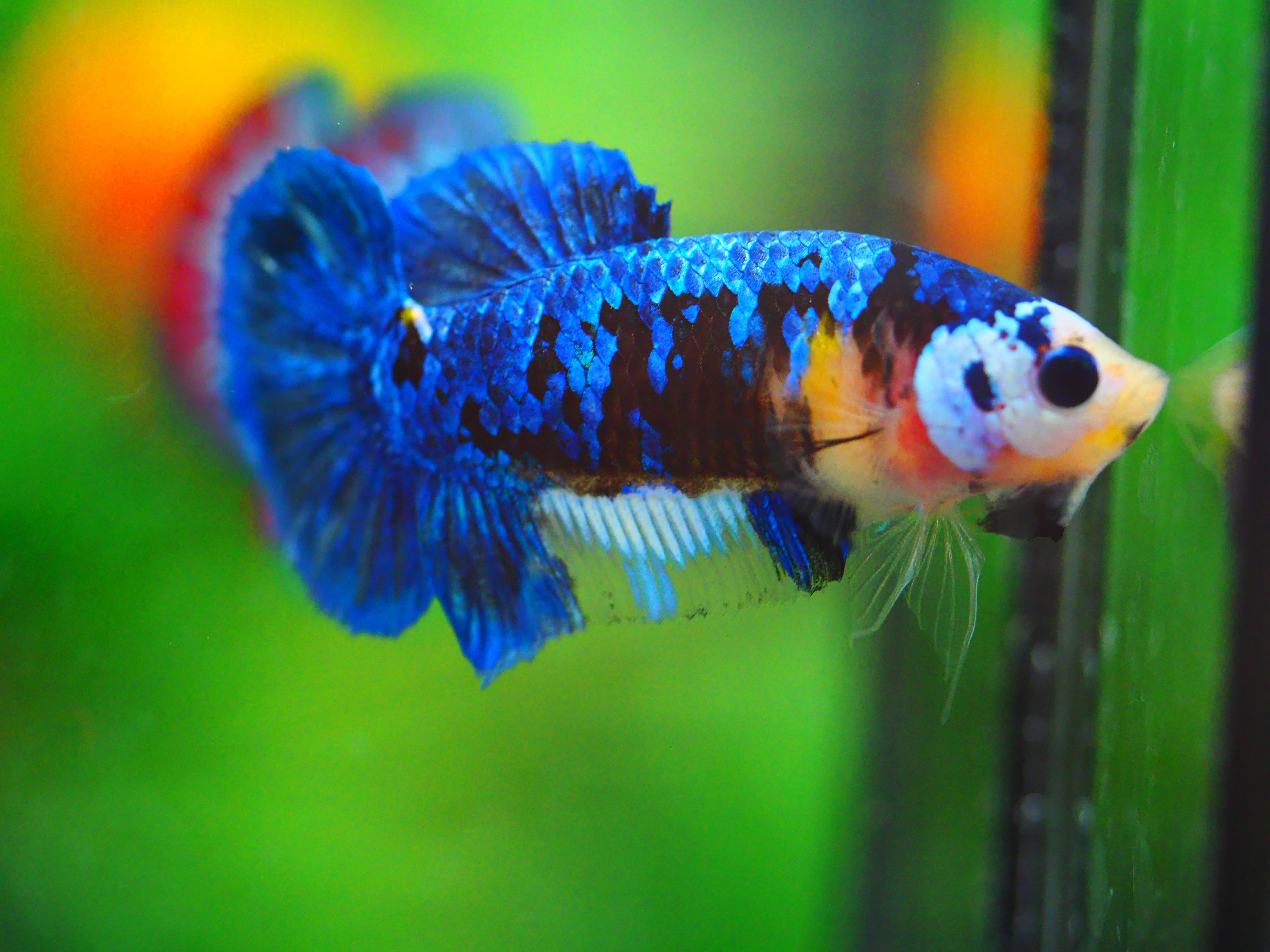 HMPK KOI GALAXY FNMALE GRADE A +++