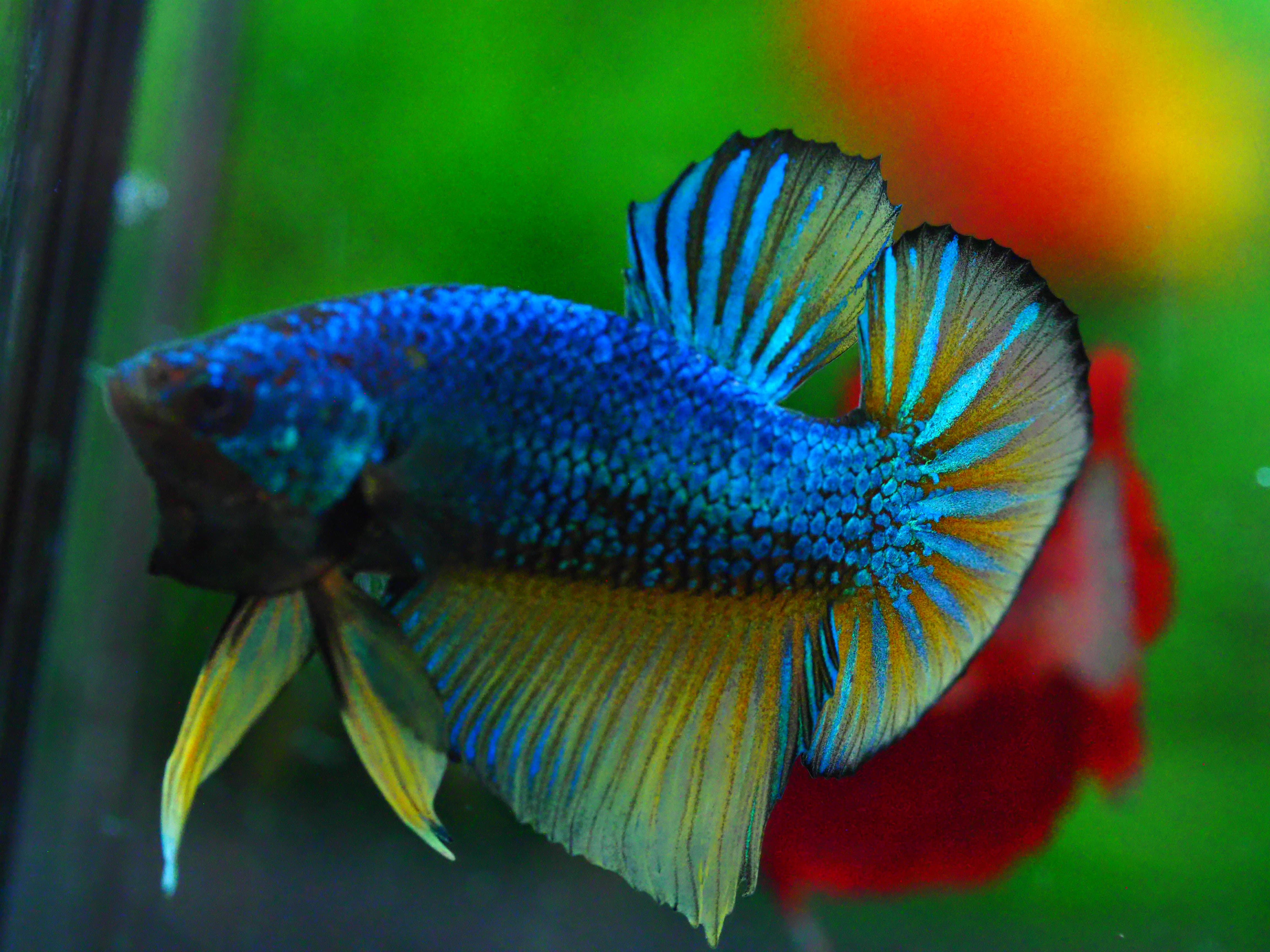 HMPK FANCY MALE GRADE A +++