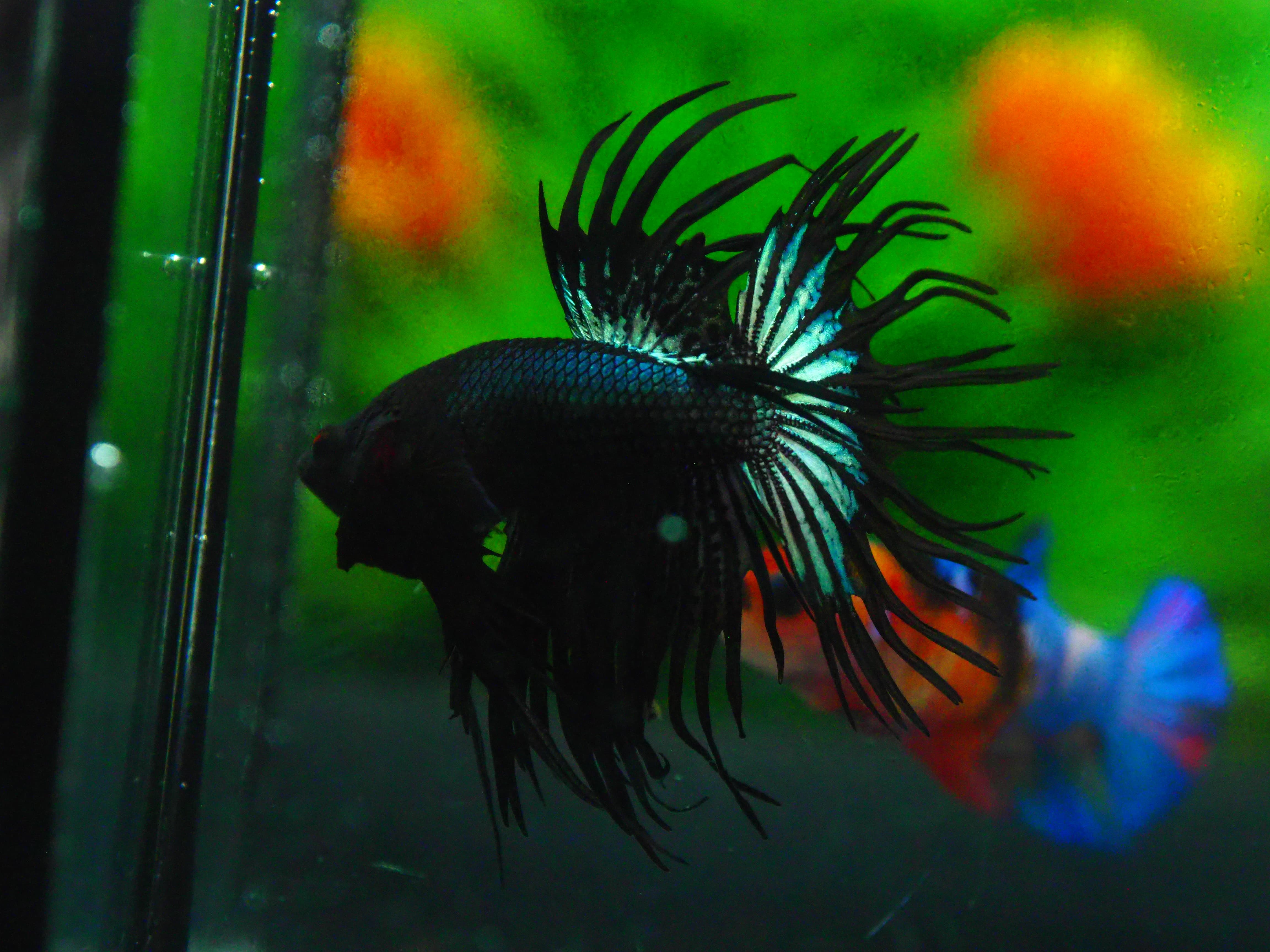 CT BLACK MALE GRADE A +++