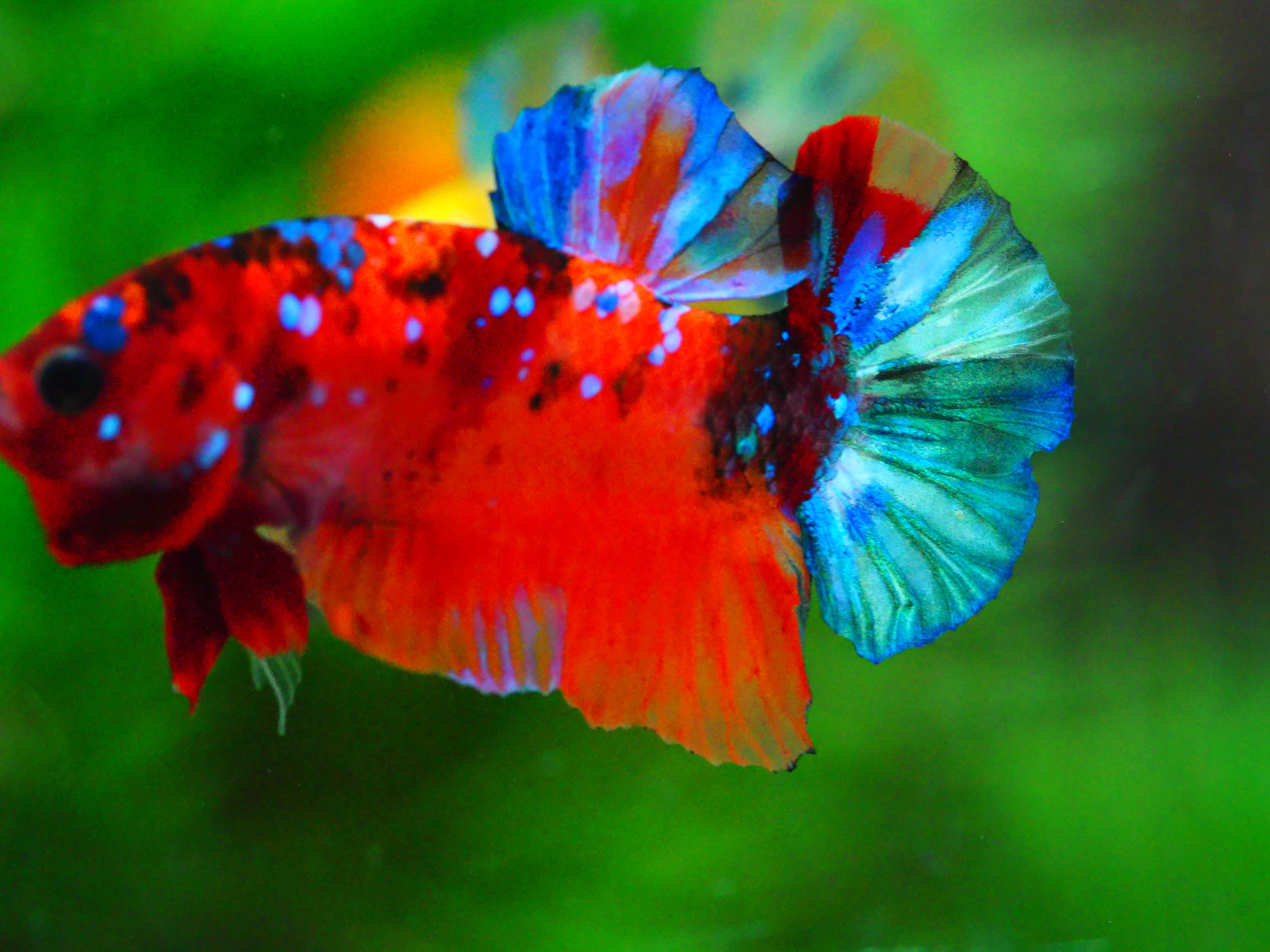 HMPK NEMO GALAXY MALE GRADE A +++