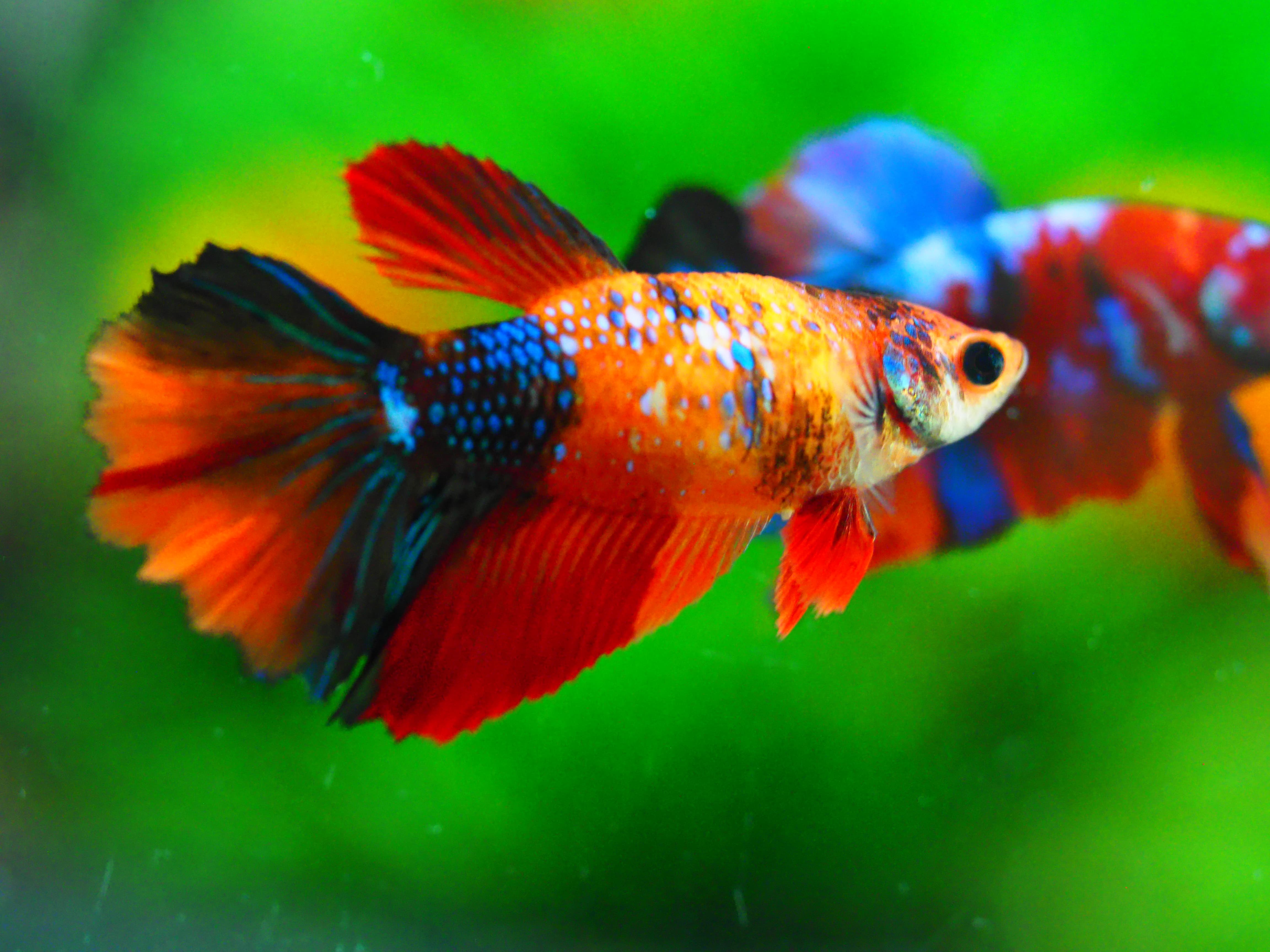 HM NEMO GALAXY FNMALE GRADE A +++