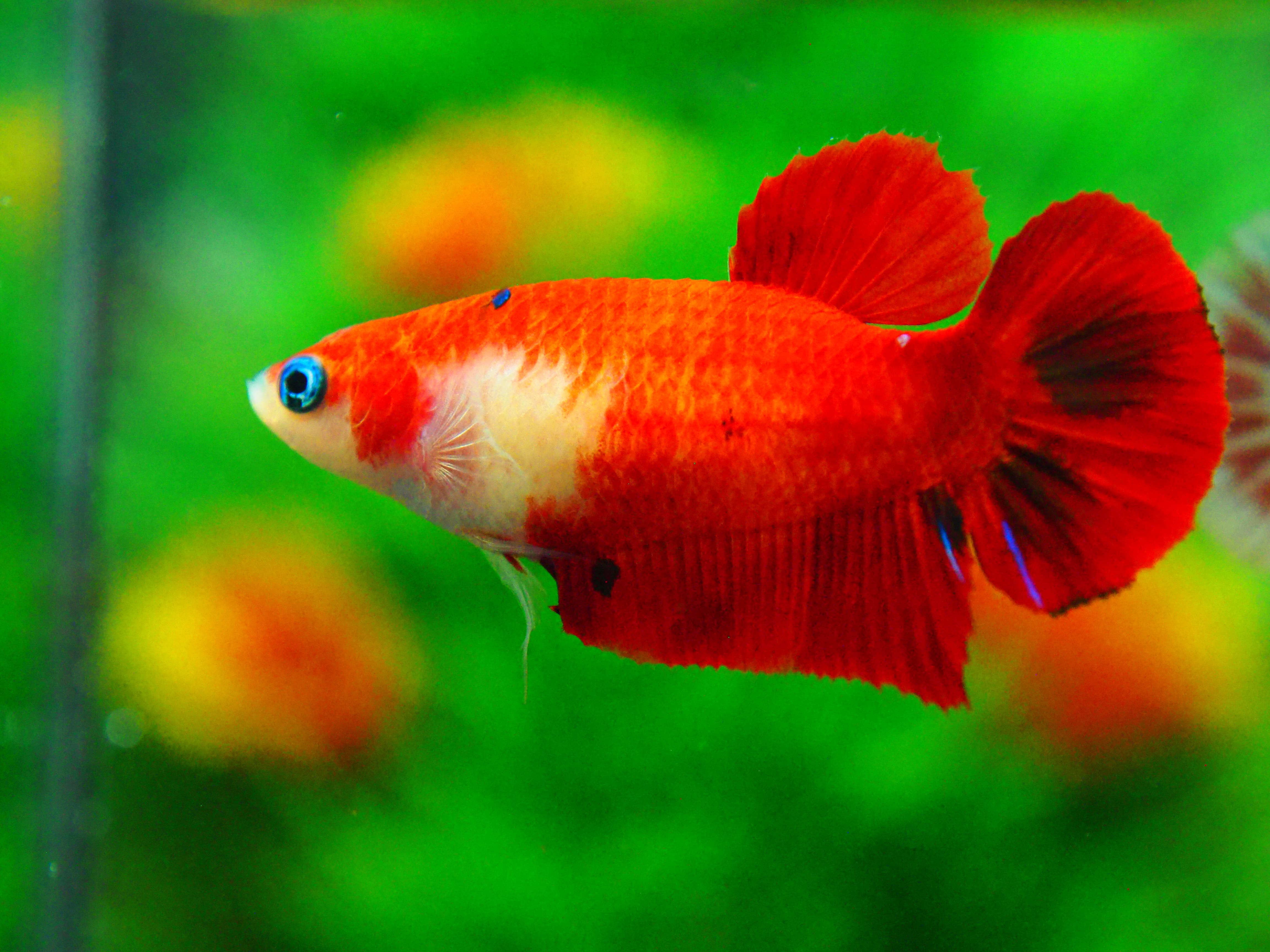 HMPK KOI FN MALE GRADE A +++