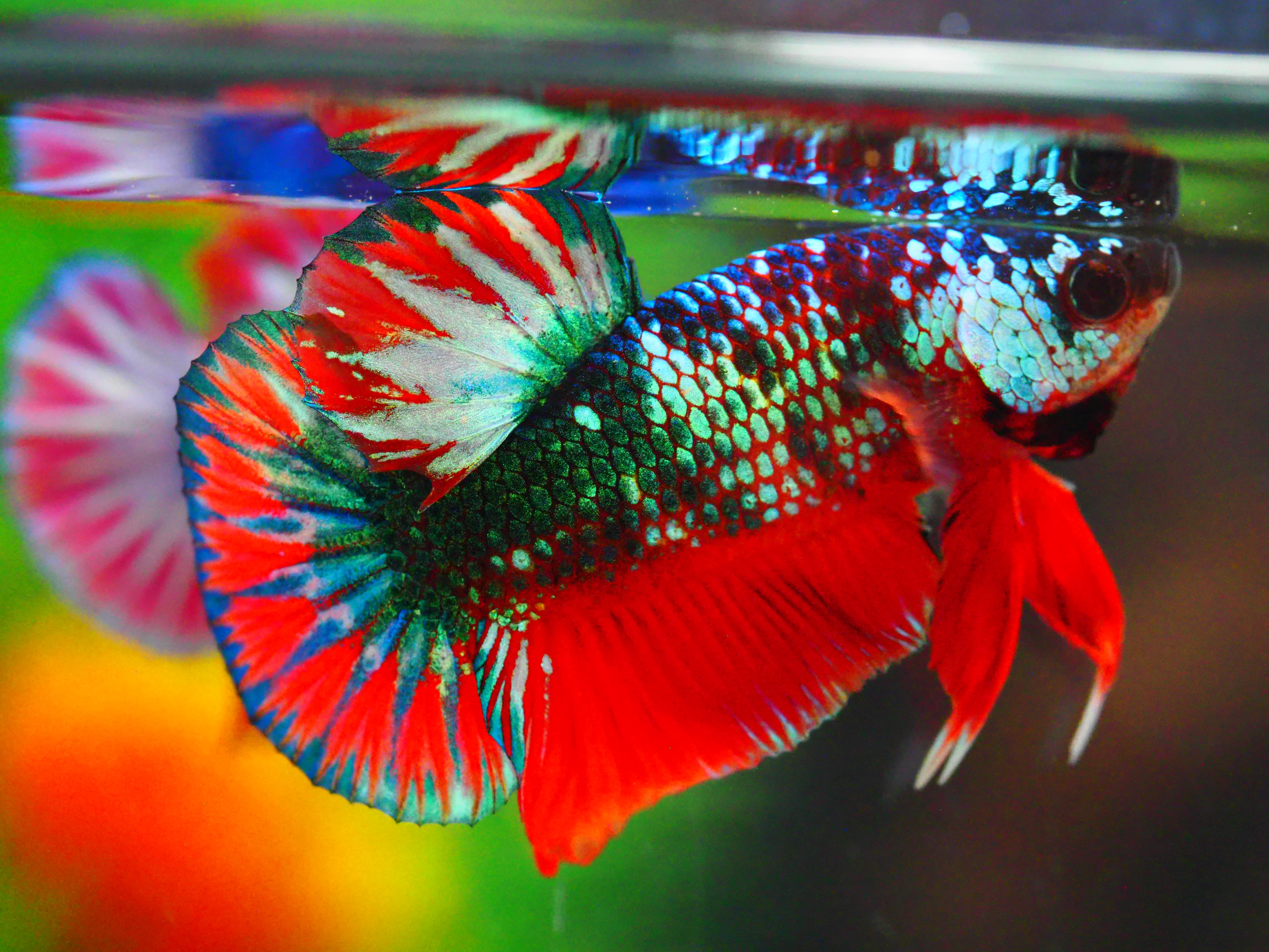 HMPK FANCY MALE GRADE A +++